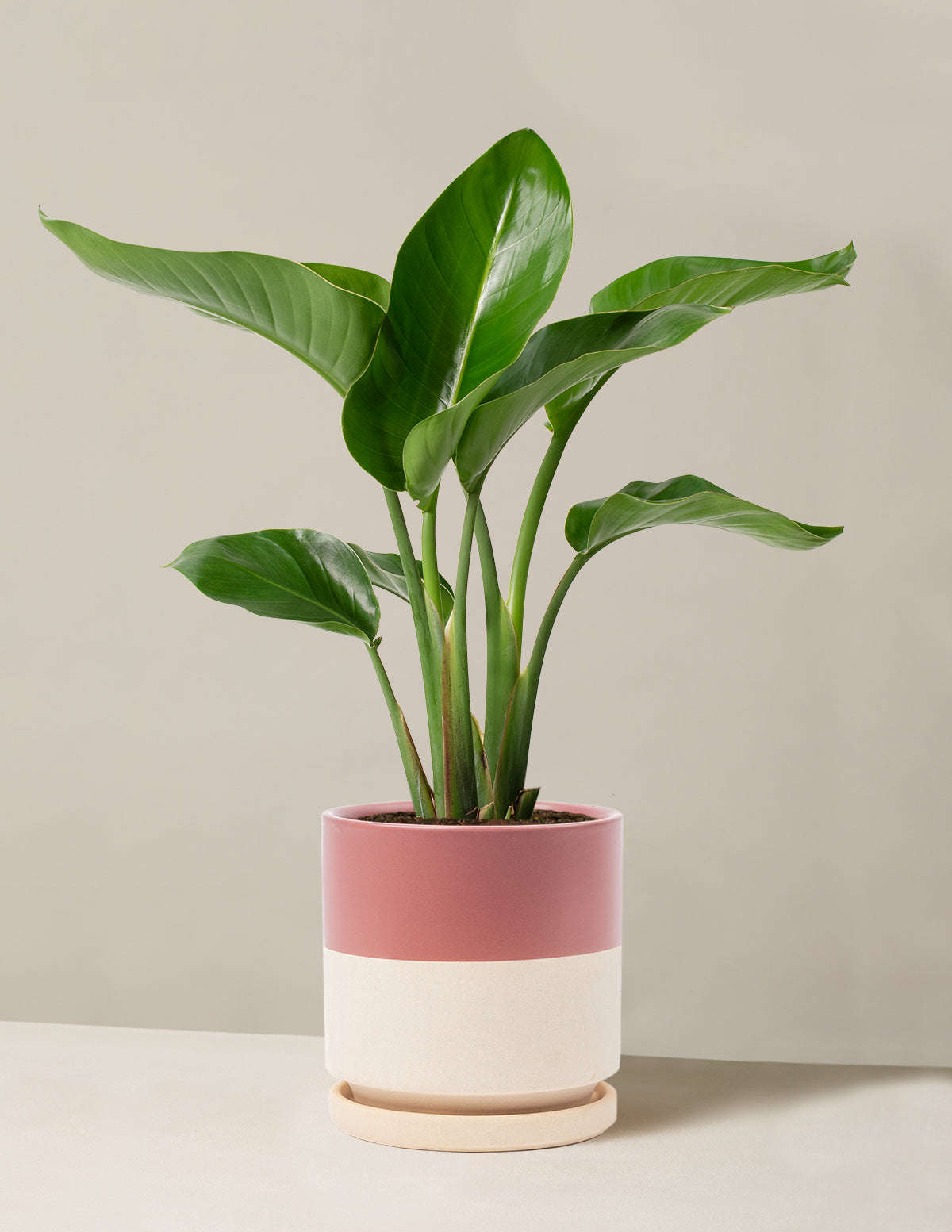 Cennet Kuşu Çiçeği (Strelitzia)