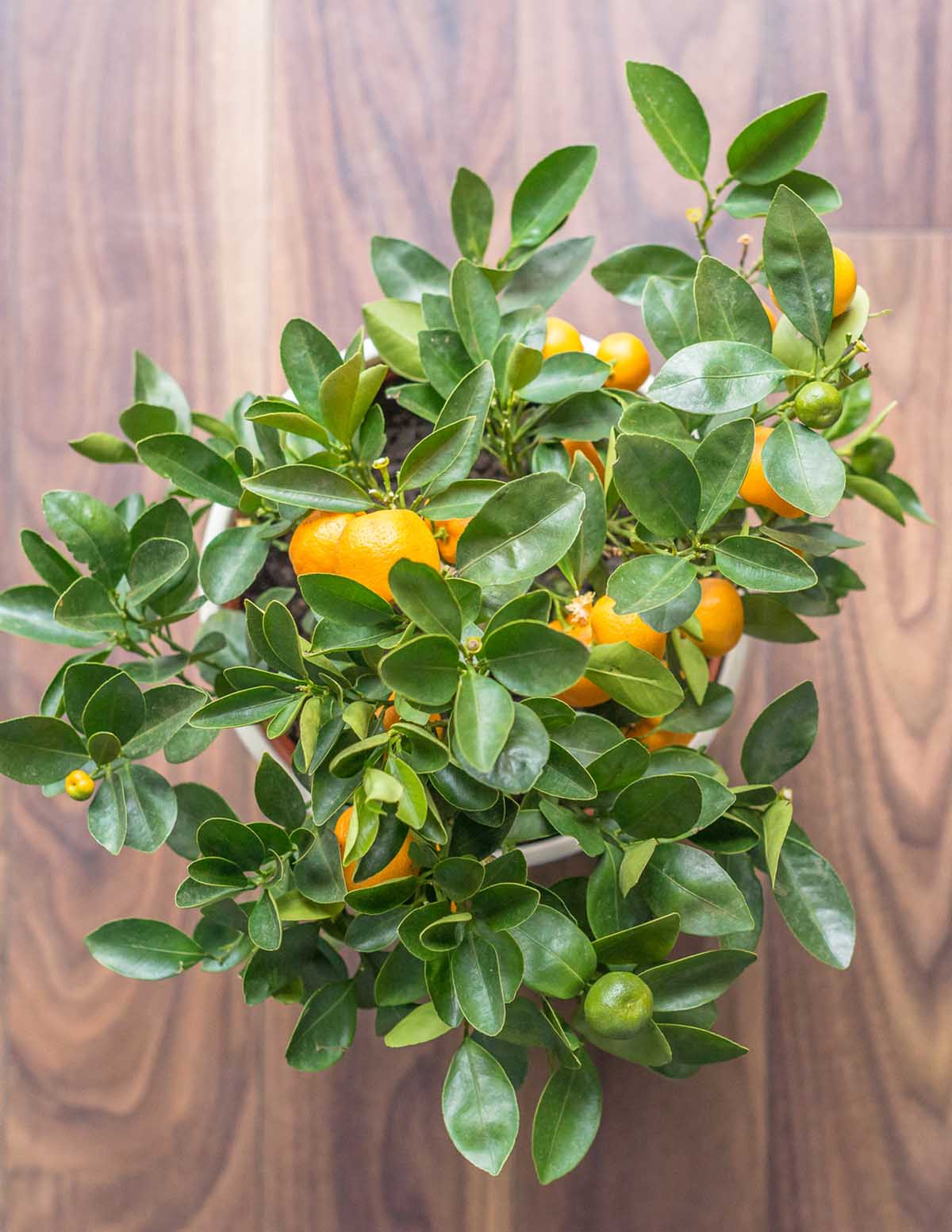 California Honey Mandalina Ağacı