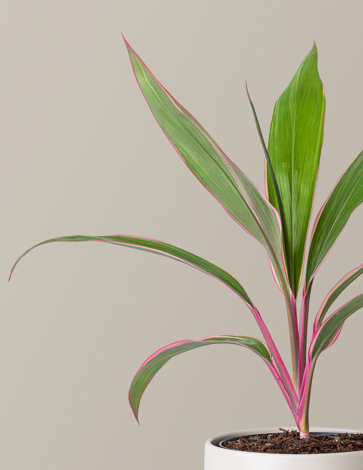 Cordyline 'Pink Diamond'