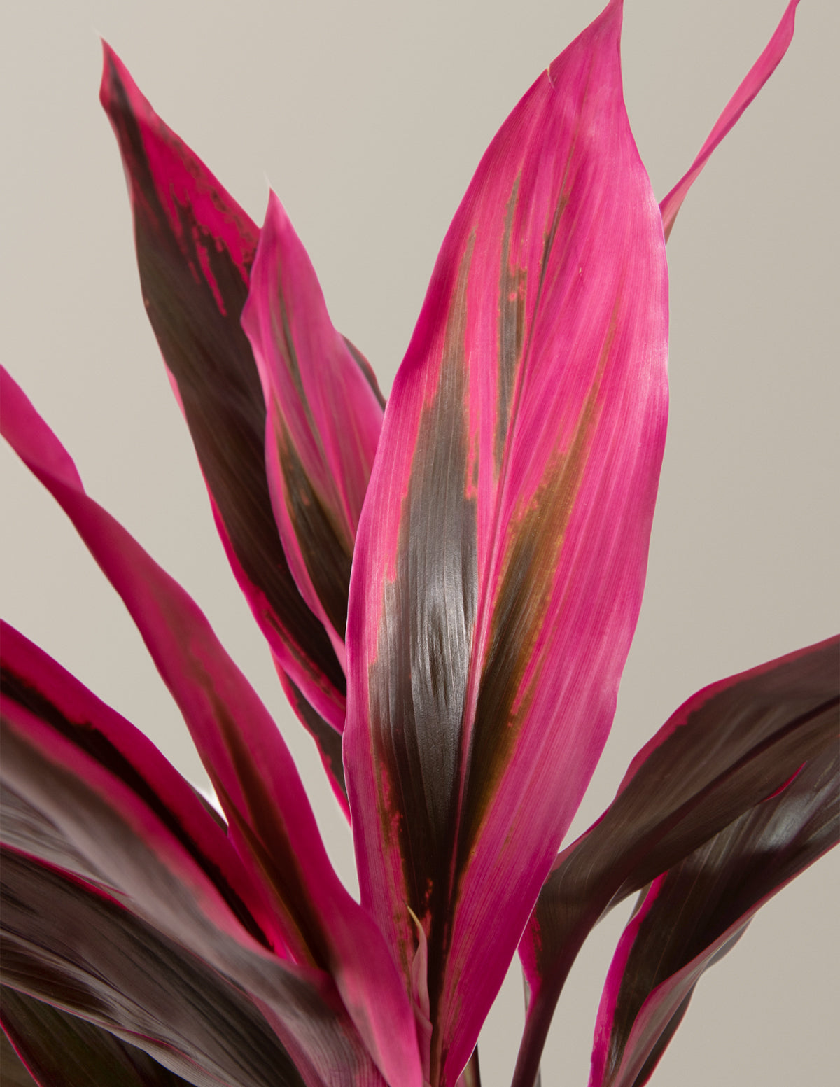 Büyük Boy Cordyline 'Red Sister'
