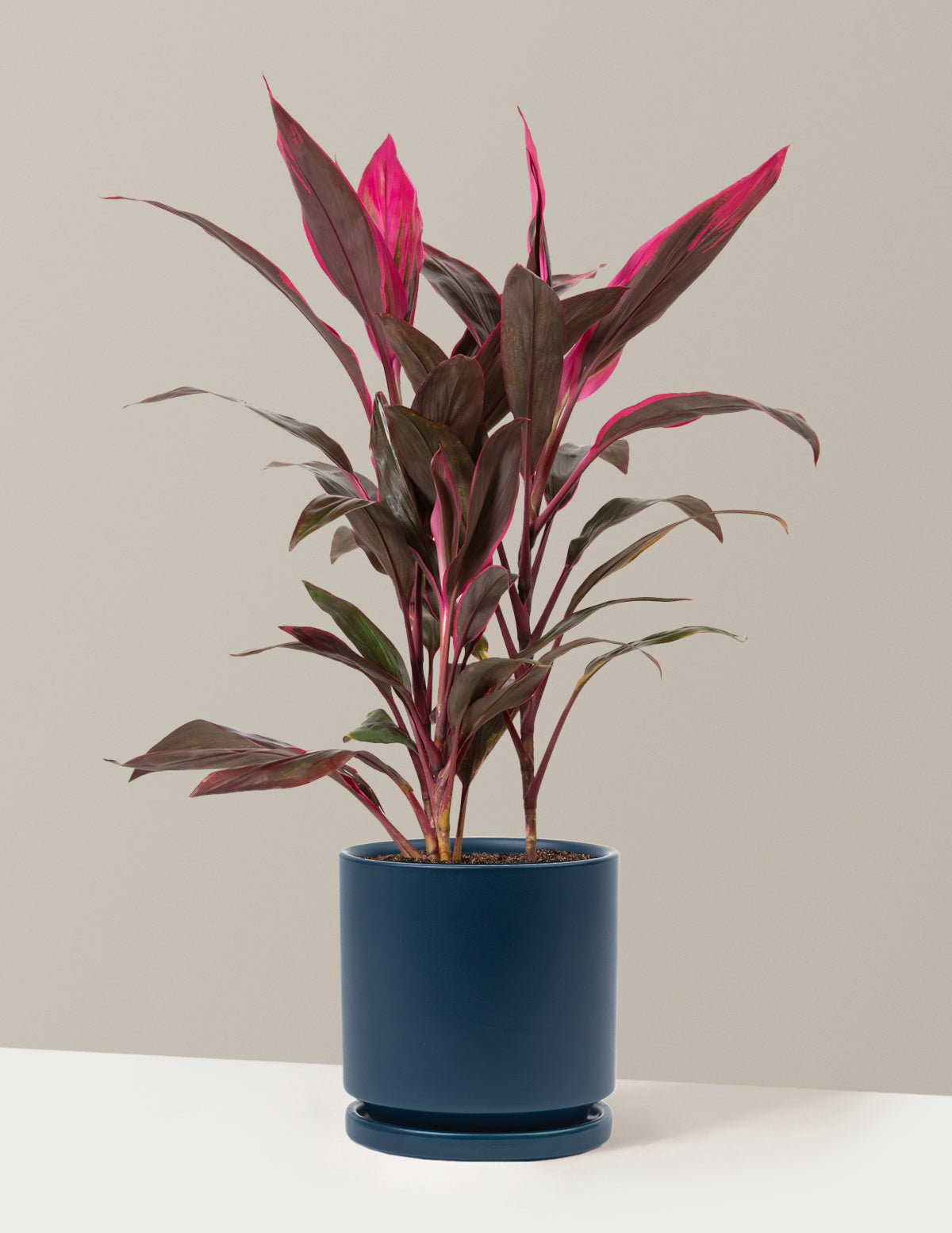 Büyük Boy Cordyline 'Red Sister'