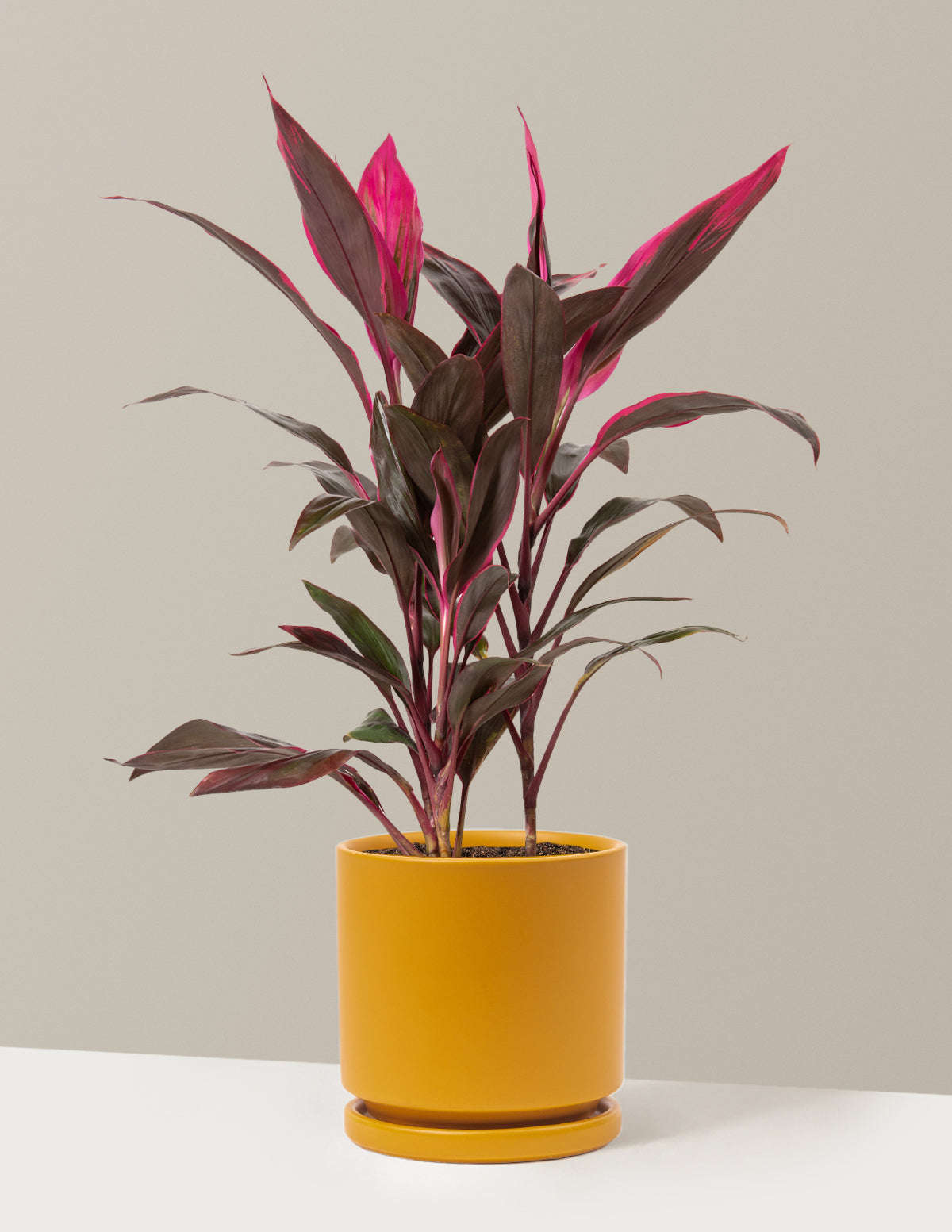 Büyük Boy Cordyline 'Red Sister'