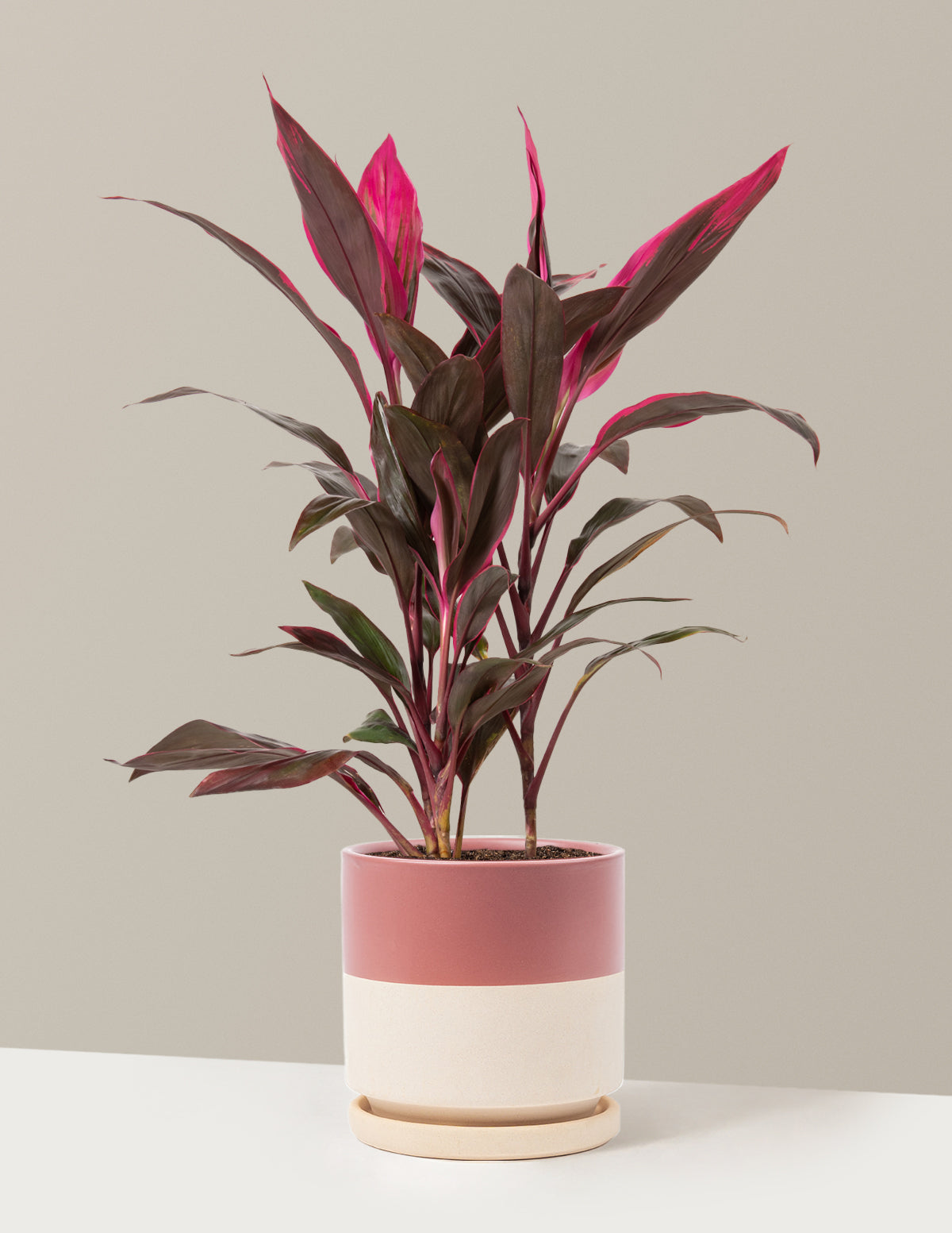 Büyük Boy Cordyline 'Red Sister'