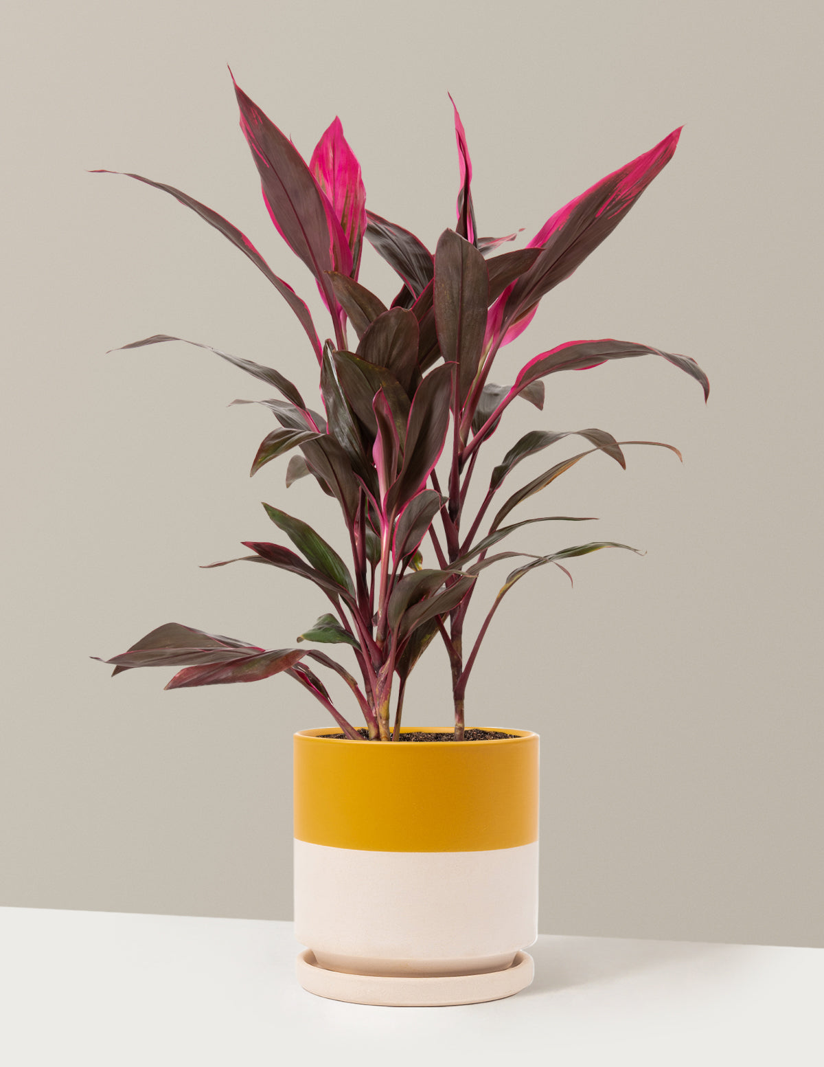 Büyük Boy Cordyline 'Red Sister'