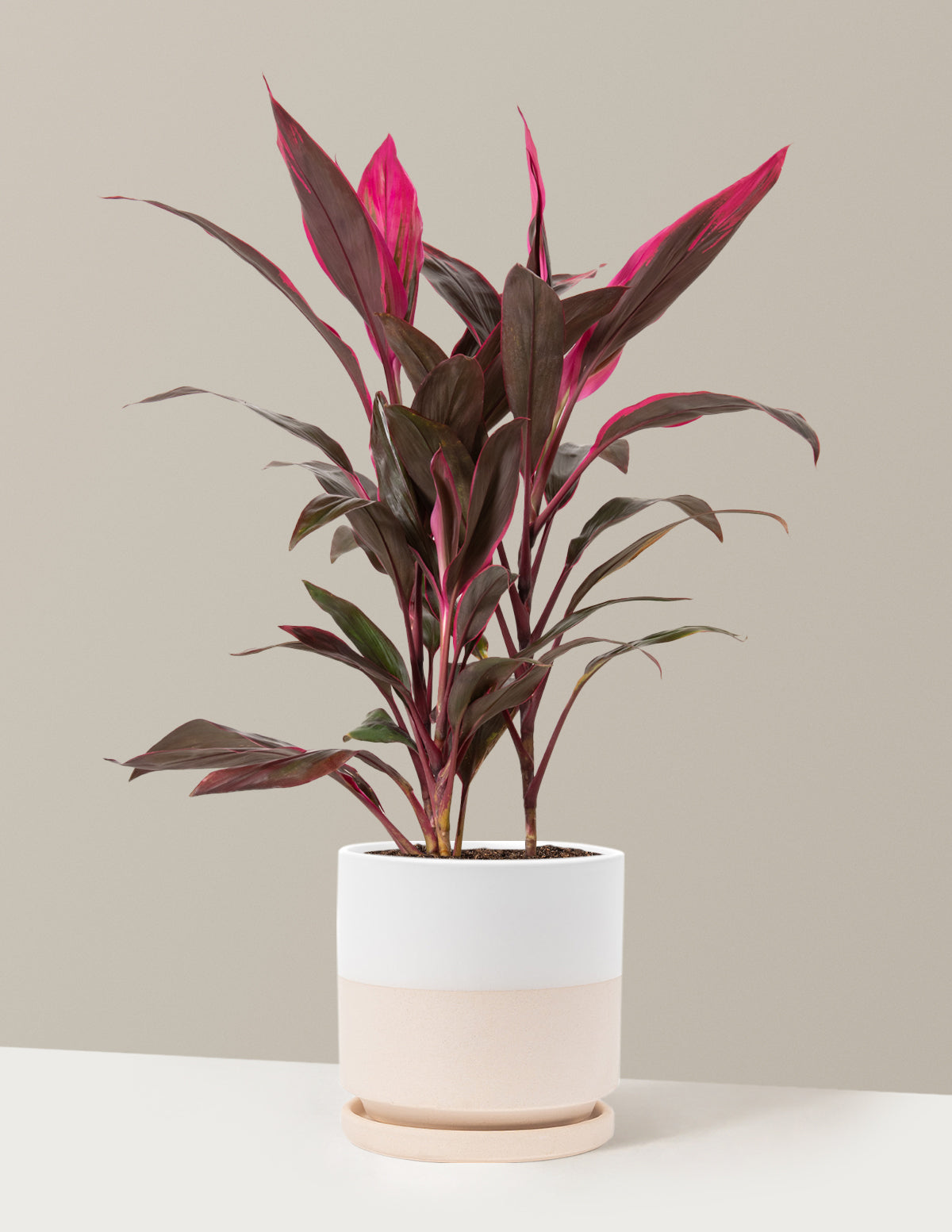 Büyük Boy Cordyline 'Red Sister'