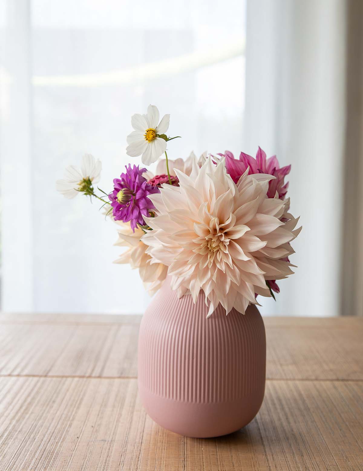 Café au Lait Yıldız Çiçeği (Dahlia)