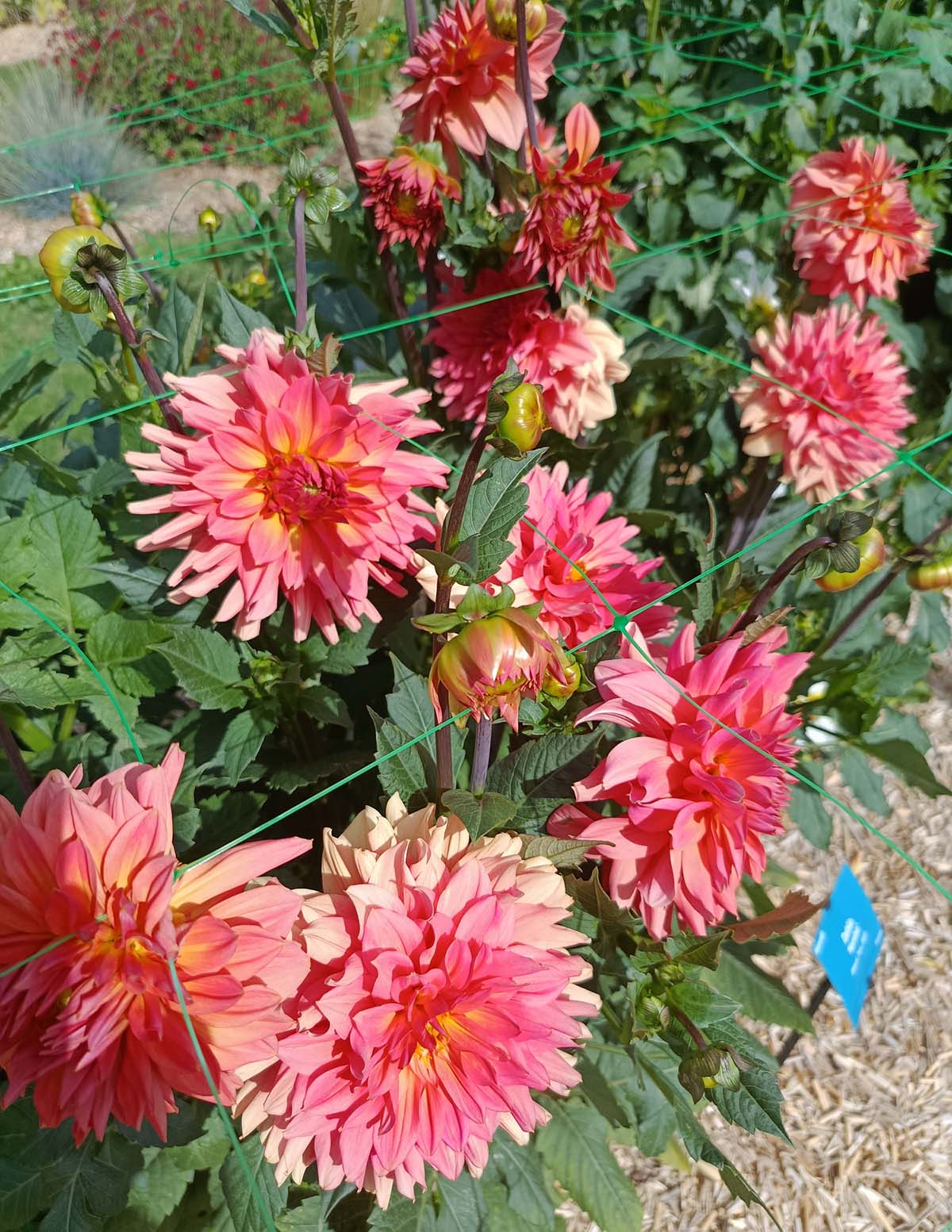 Belle of Barmera Yıldız Çiçeği (Dahlia)