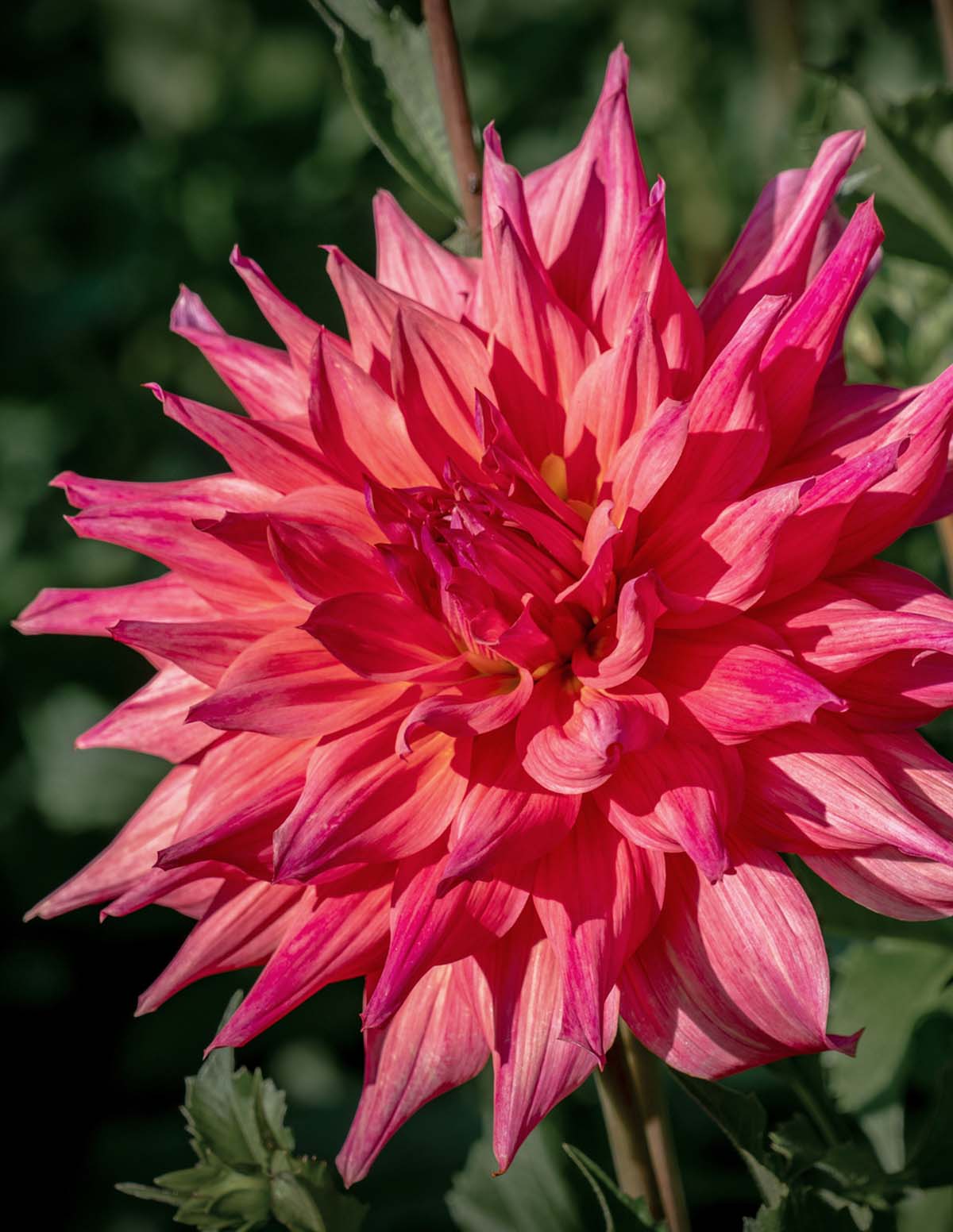 Belle of Barmera Yıldız Çiçeği (Dahlia)
