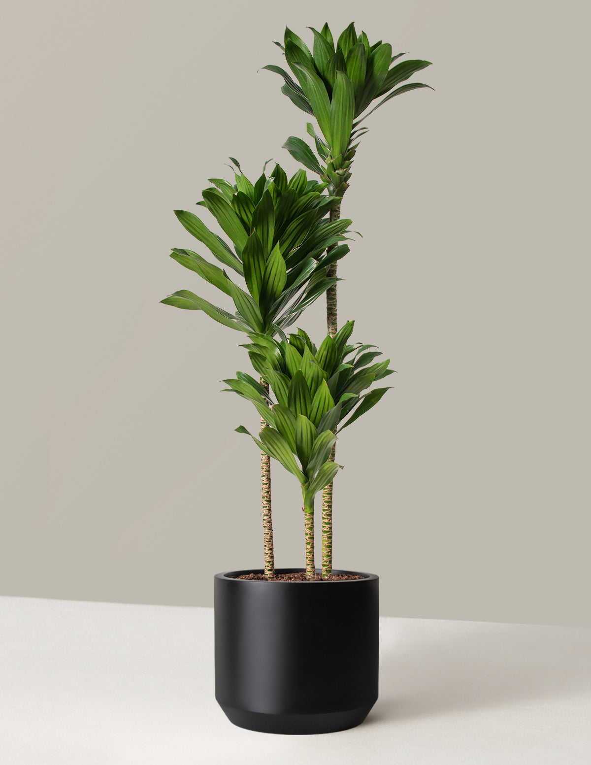 Büyük Dracaena Compacta Cane