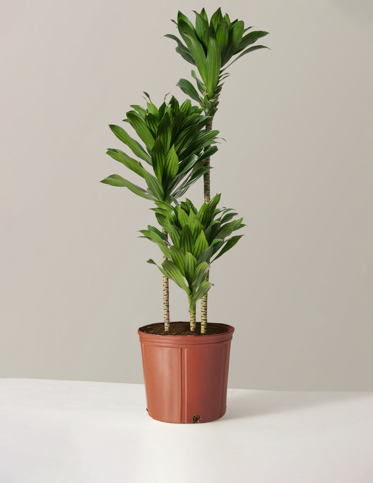 Büyük Dracaena Compacta Cane
