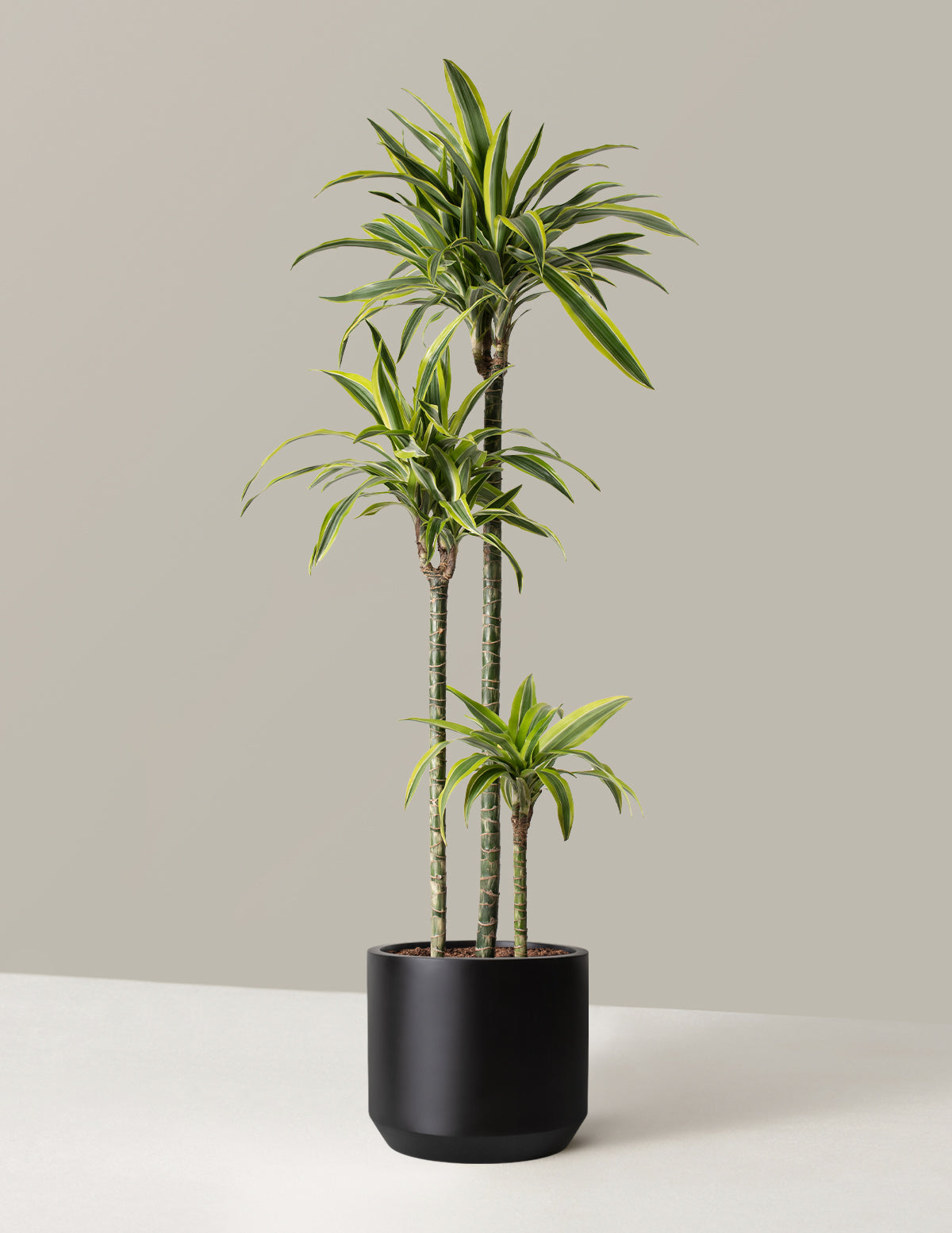 Büyük Boy Dracaena Lemon Lime