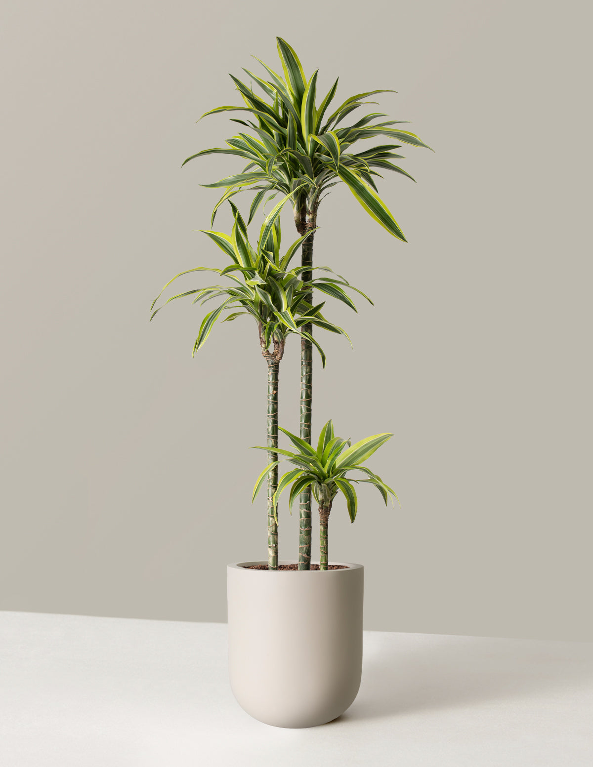 Büyük Boy Dracaena Lemon Lime