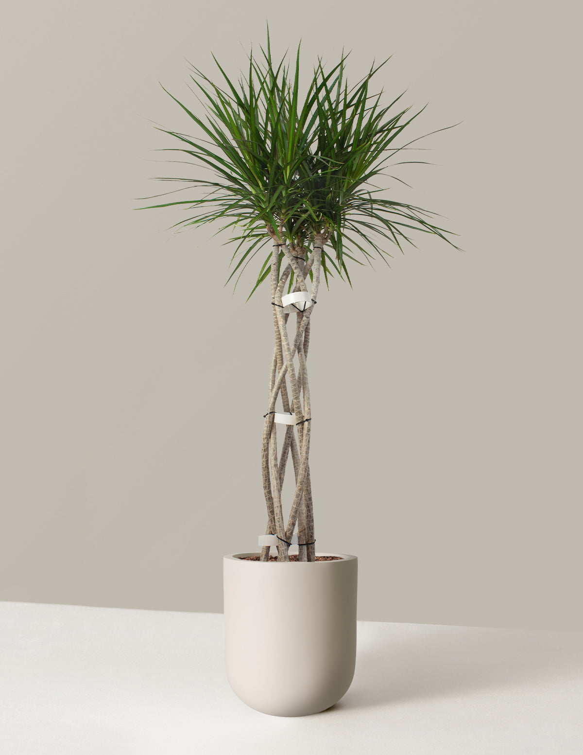 Dracaena Marginata Örgü Gövdeli (Open Weave)