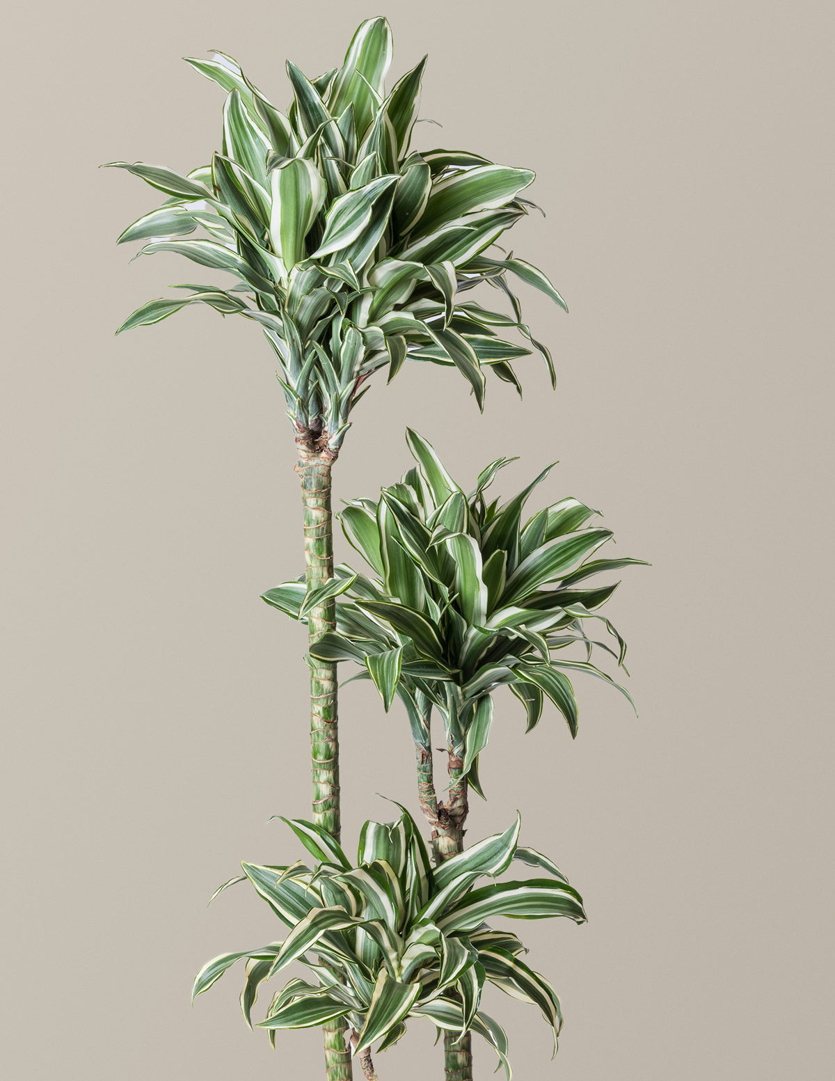 Büyük Boy Dracaena Warneckii White Jewel