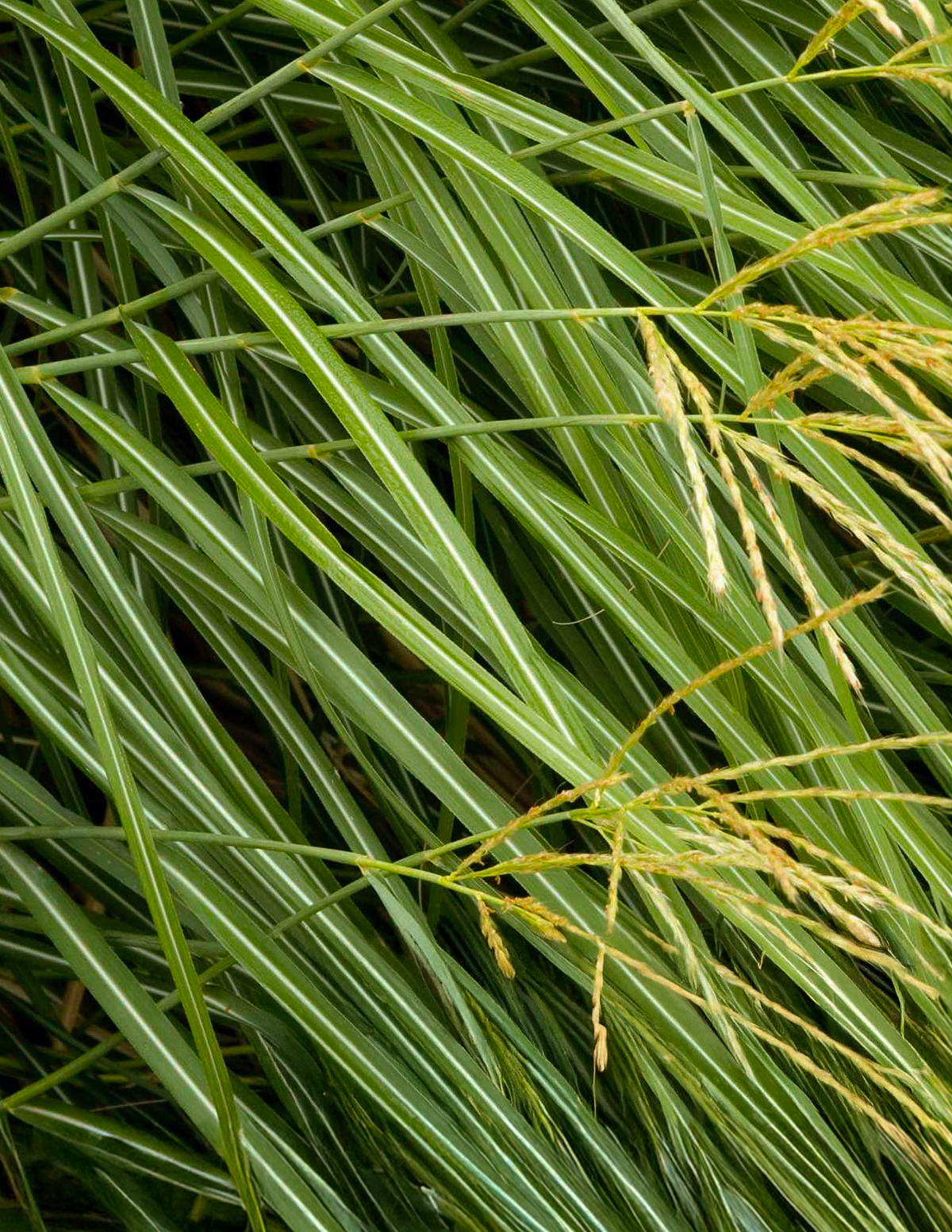 Bodur Süs Otu (Dwarf Maiden Grass)