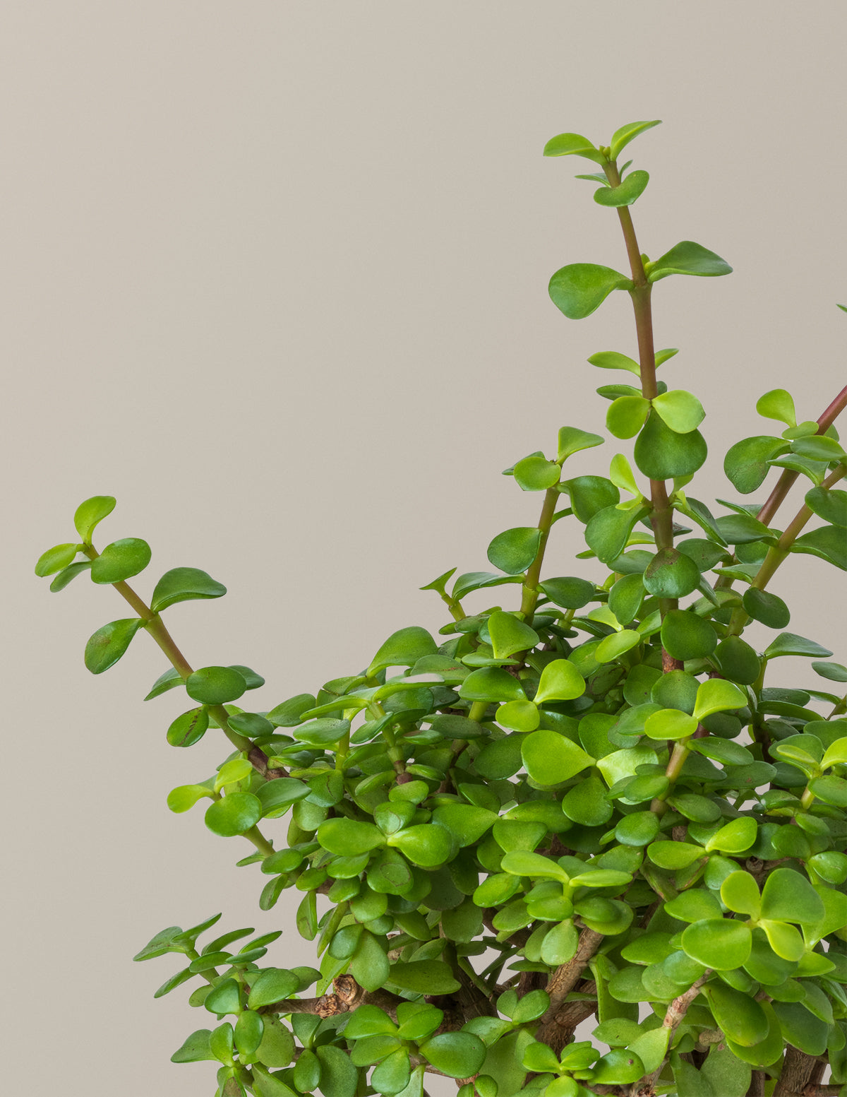 Elephant Bush 'Bereket Bitkisi' (Portulacaria afra)