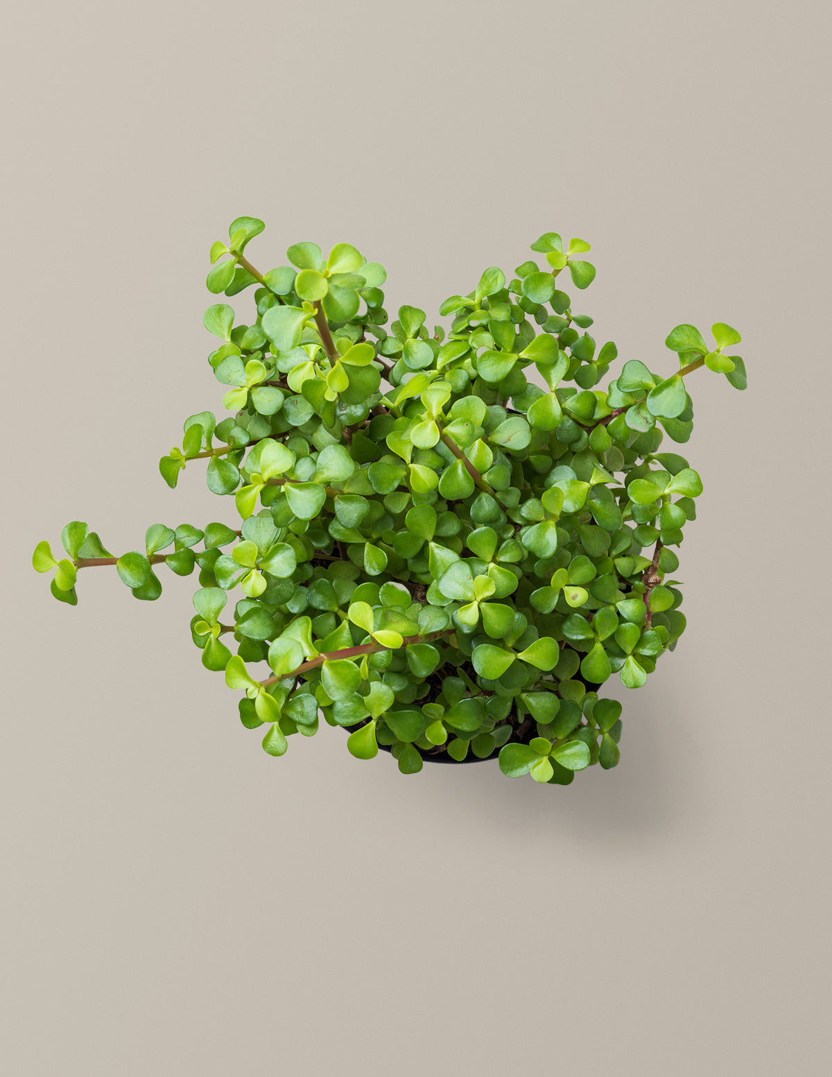 Elephant Bush 'Bereket Bitkisi' (Portulacaria afra)