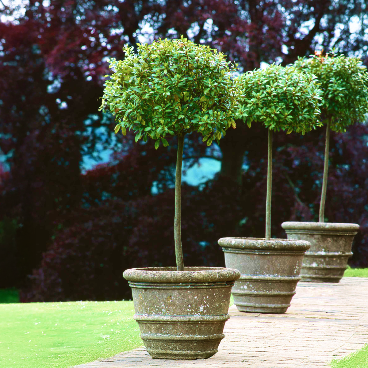 İngiliz Defnesi Topiary (Tek Top)