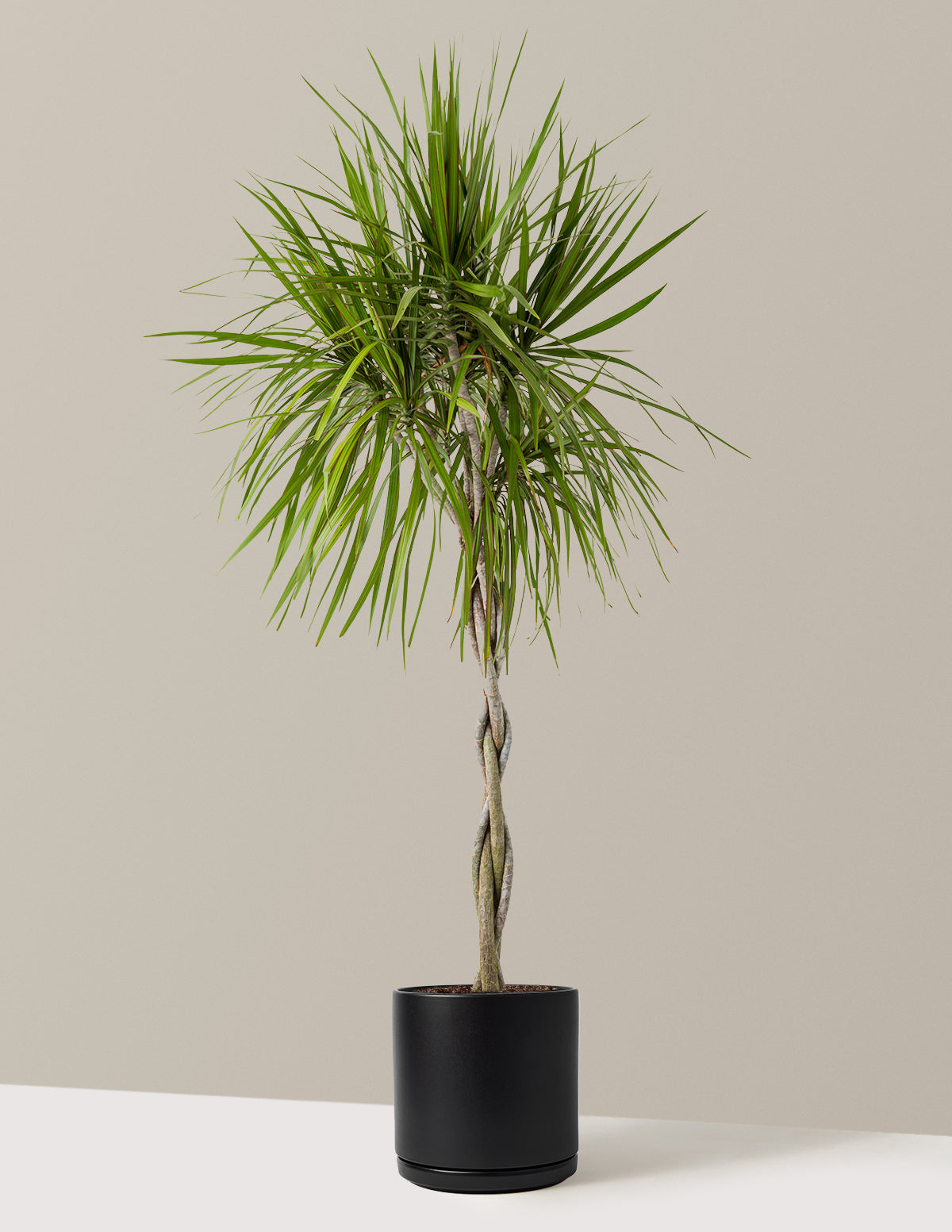 Örgü Gövdeli Dracaena Marginata
