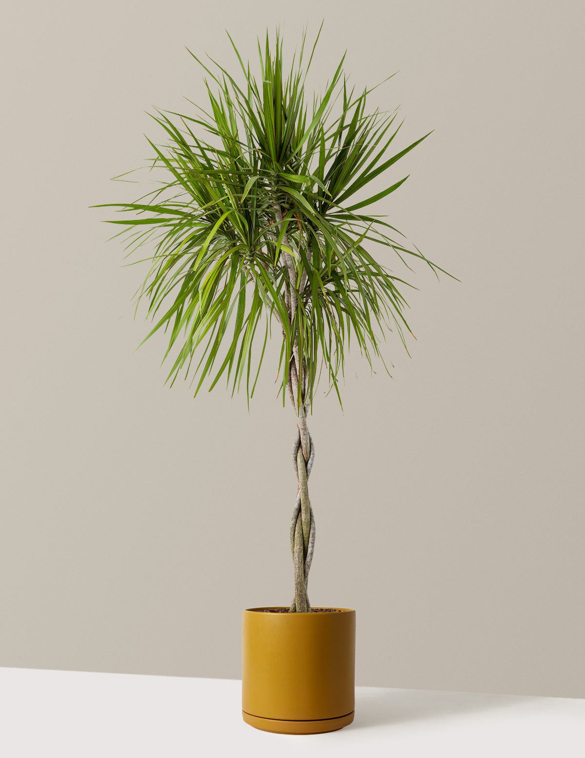 Örgü Gövdeli Dracaena Marginata