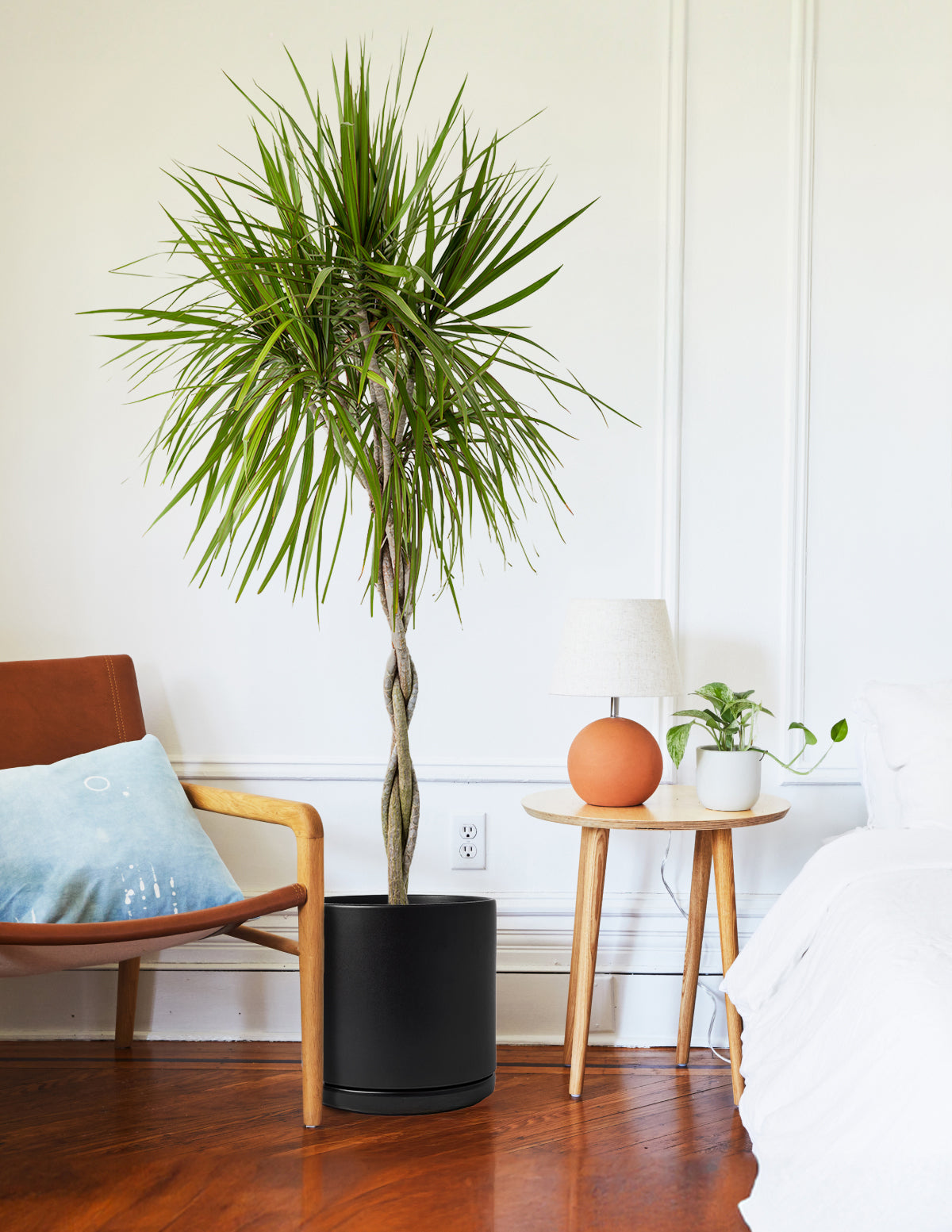 Örgü Gövdeli Dracaena Marginata