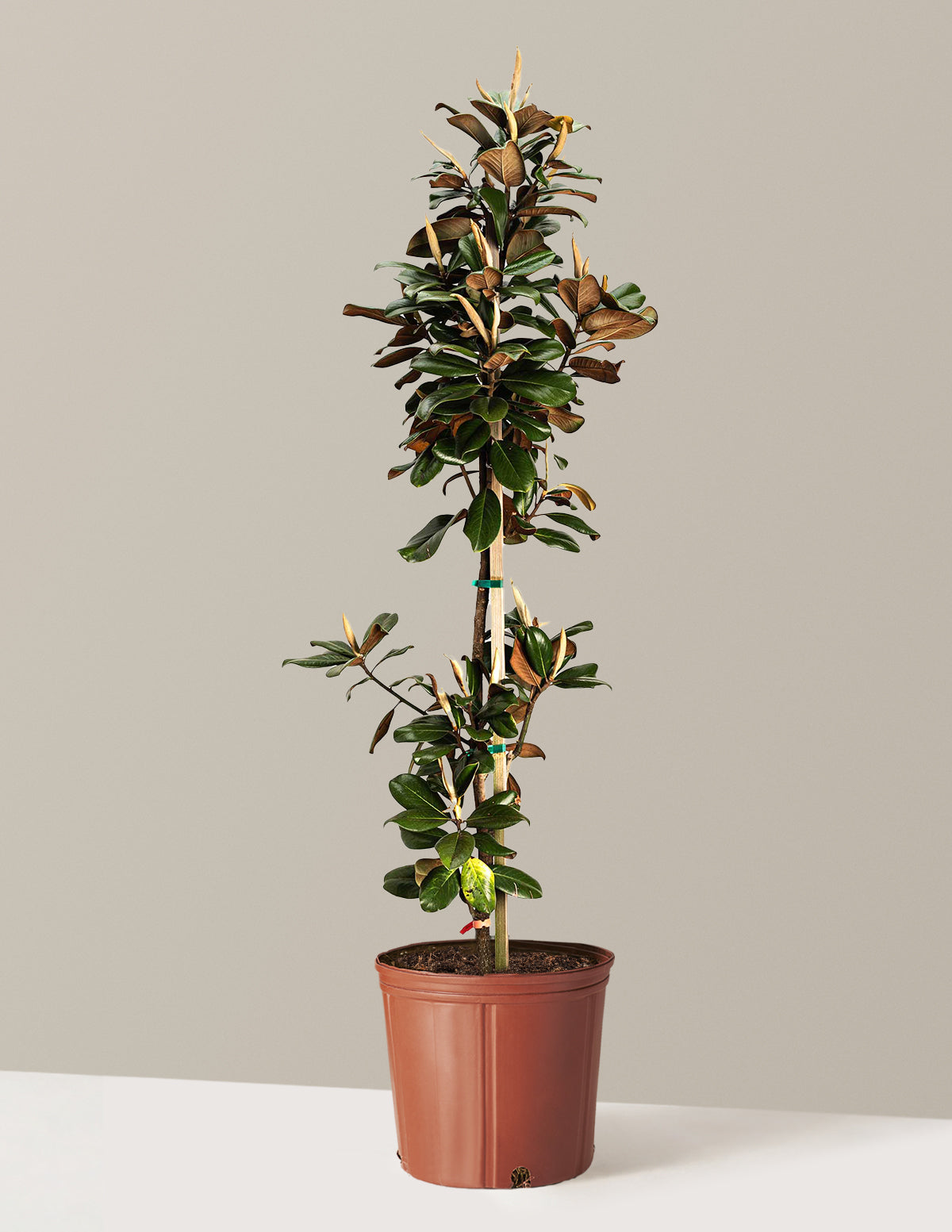 Teddy Bear® Manolya (Southern Magnolia)