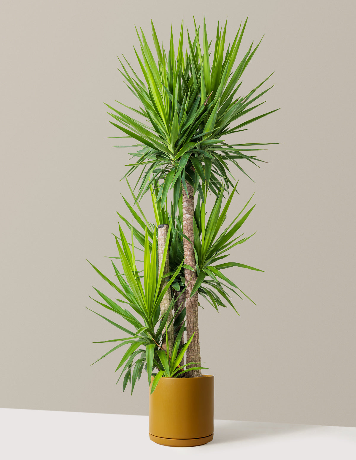 Yucca Bitkisi Çok Gövdeli