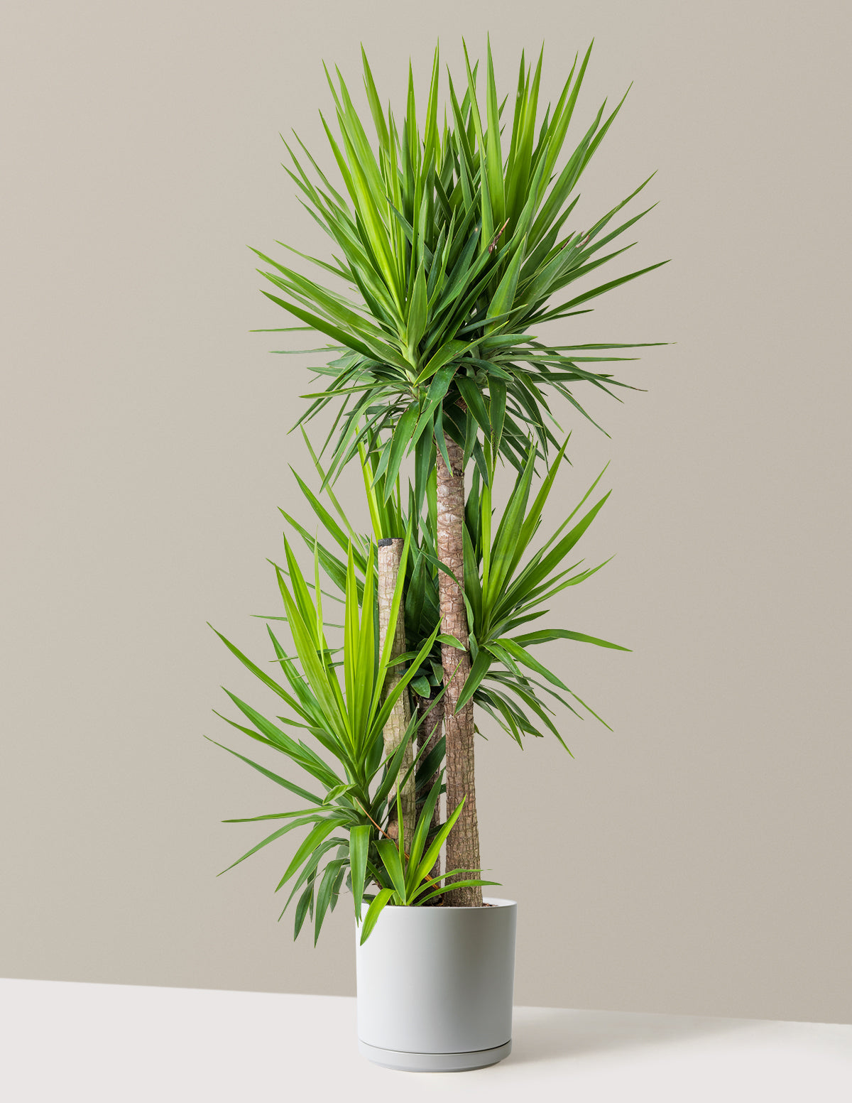 Yucca Bitkisi Çok Gövdeli