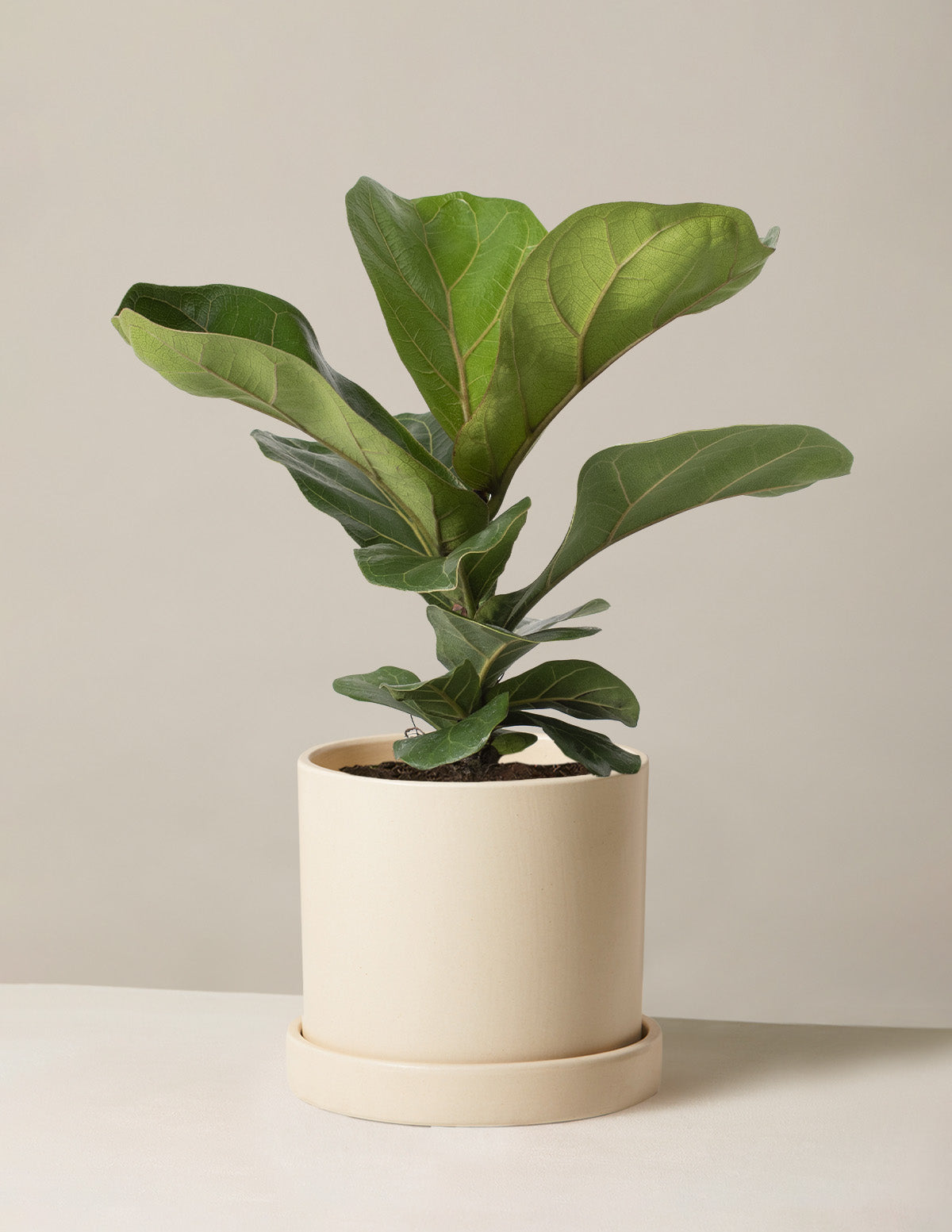 Deve Tabanı Fiddle Leaf Fig Bush