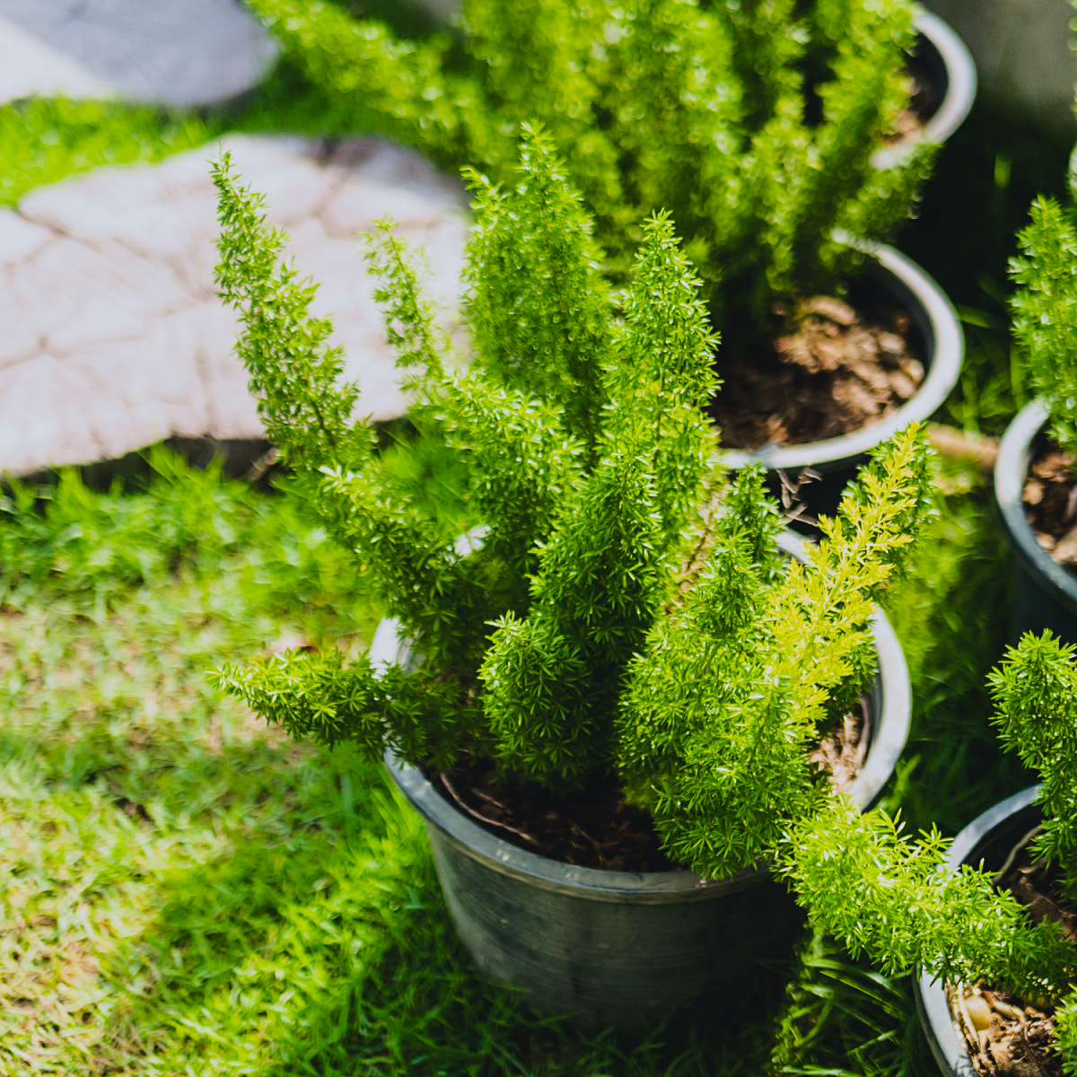 Tilki Kuyruğu Eğreltisi (Foxtail Fern)