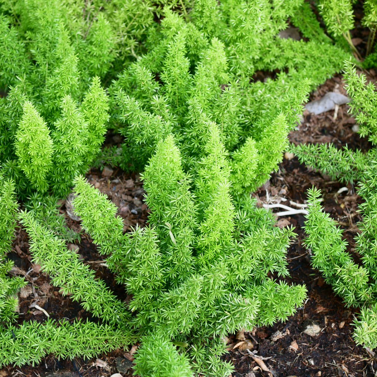Tilki Kuyruğu Eğreltisi (Foxtail Fern)