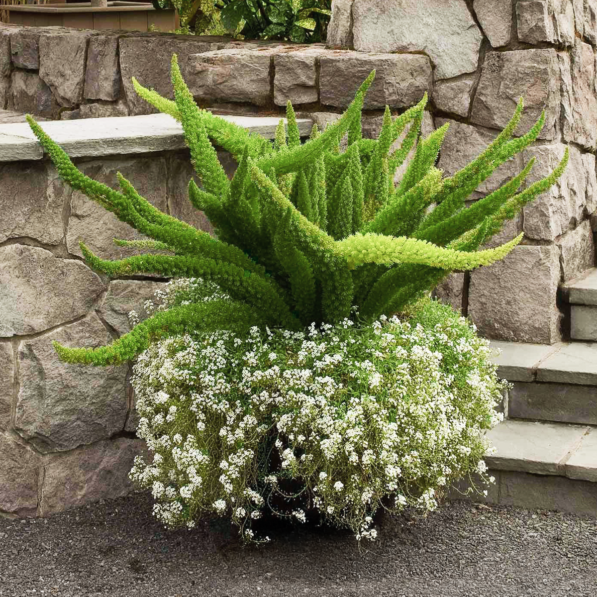 Tilki Kuyruğu Eğreltisi (Foxtail Fern)