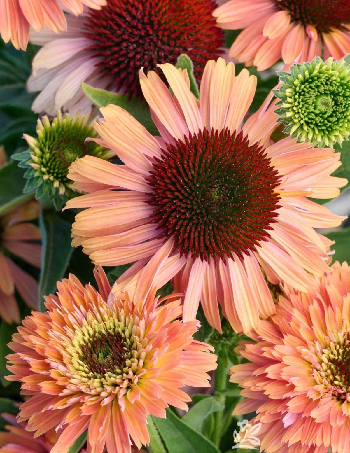 Fresco® Kayısı Rengi Ekinezya (Coneflower)