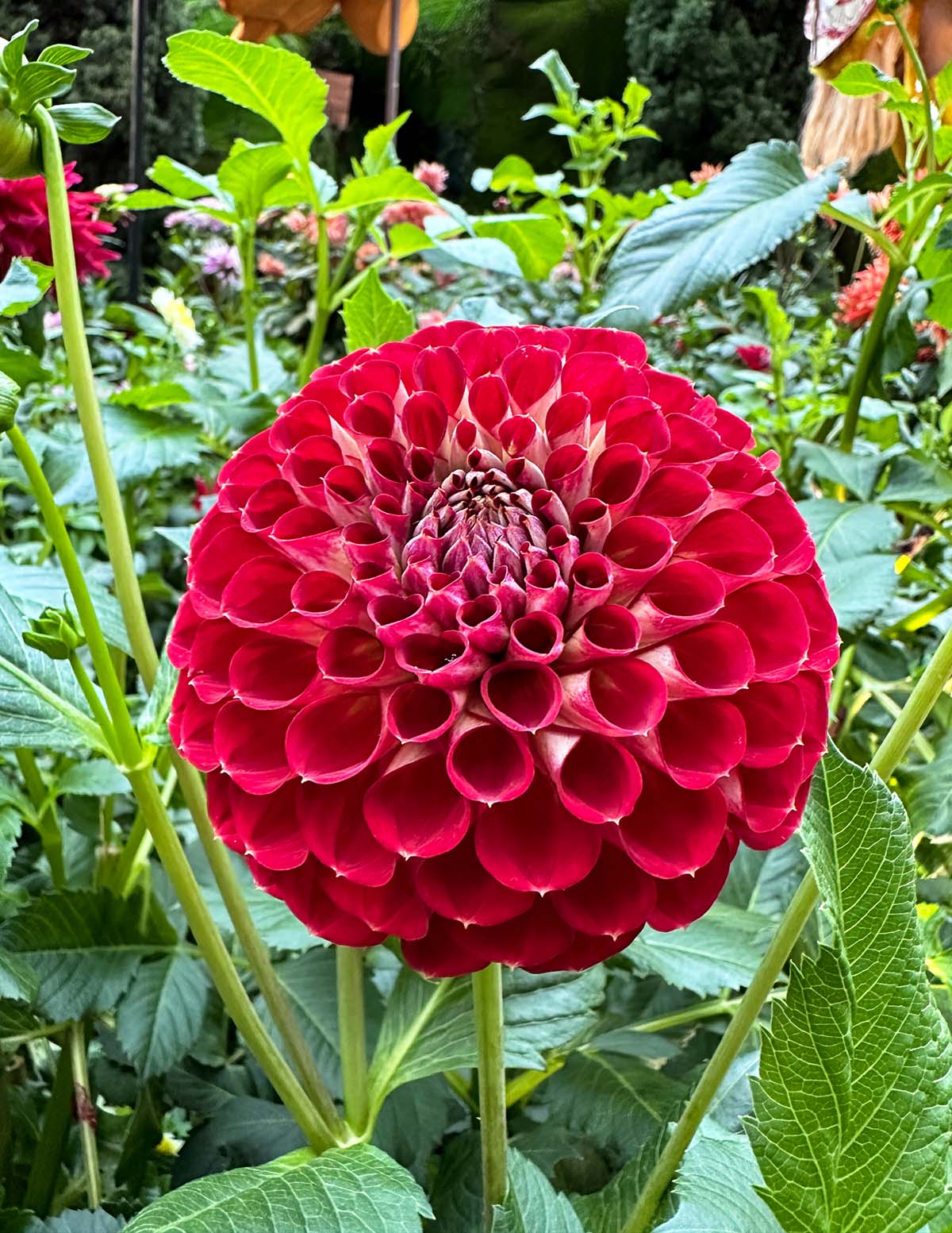 Dev Top Dahlia Karışımı