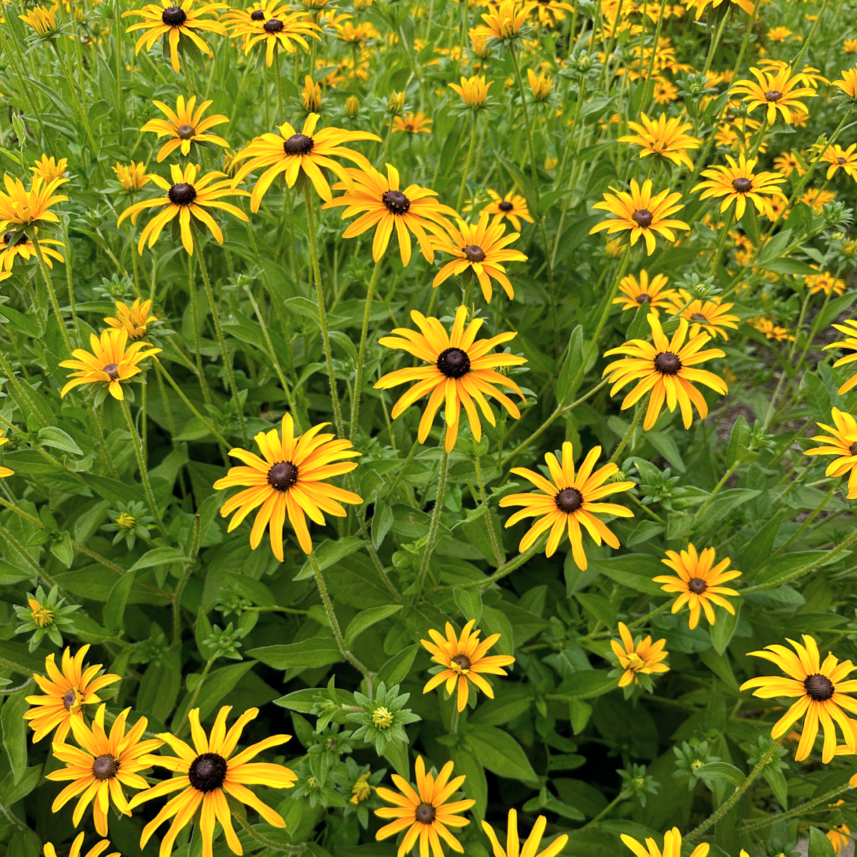 Goldsturm Black-Eyed Susan (Rudbeckia)