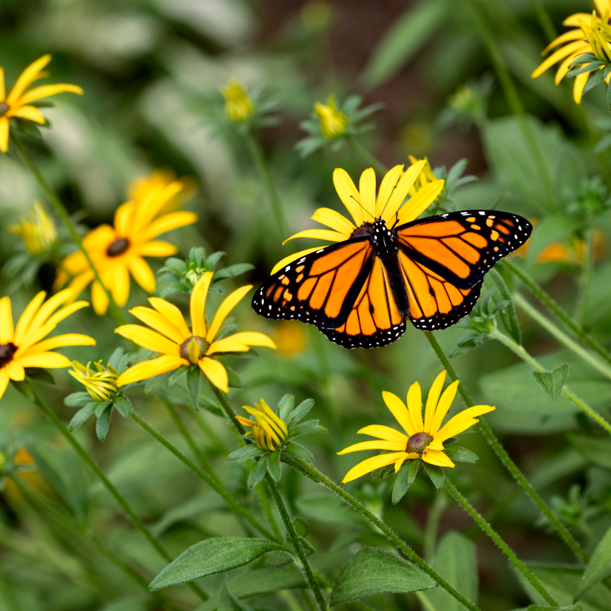 Goldsturm Black-Eyed Susan (Rudbeckia)