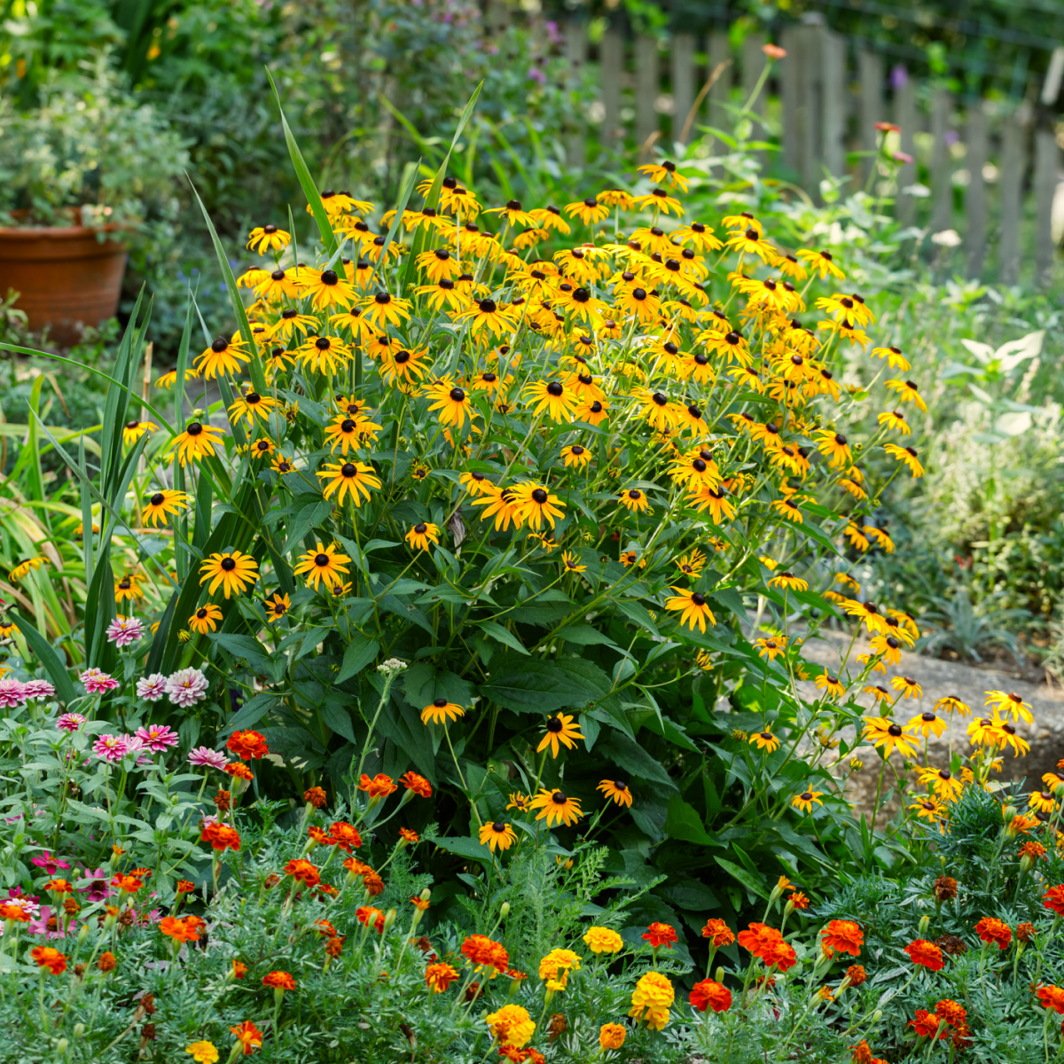 Goldsturm Black-Eyed Susan (Rudbeckia)