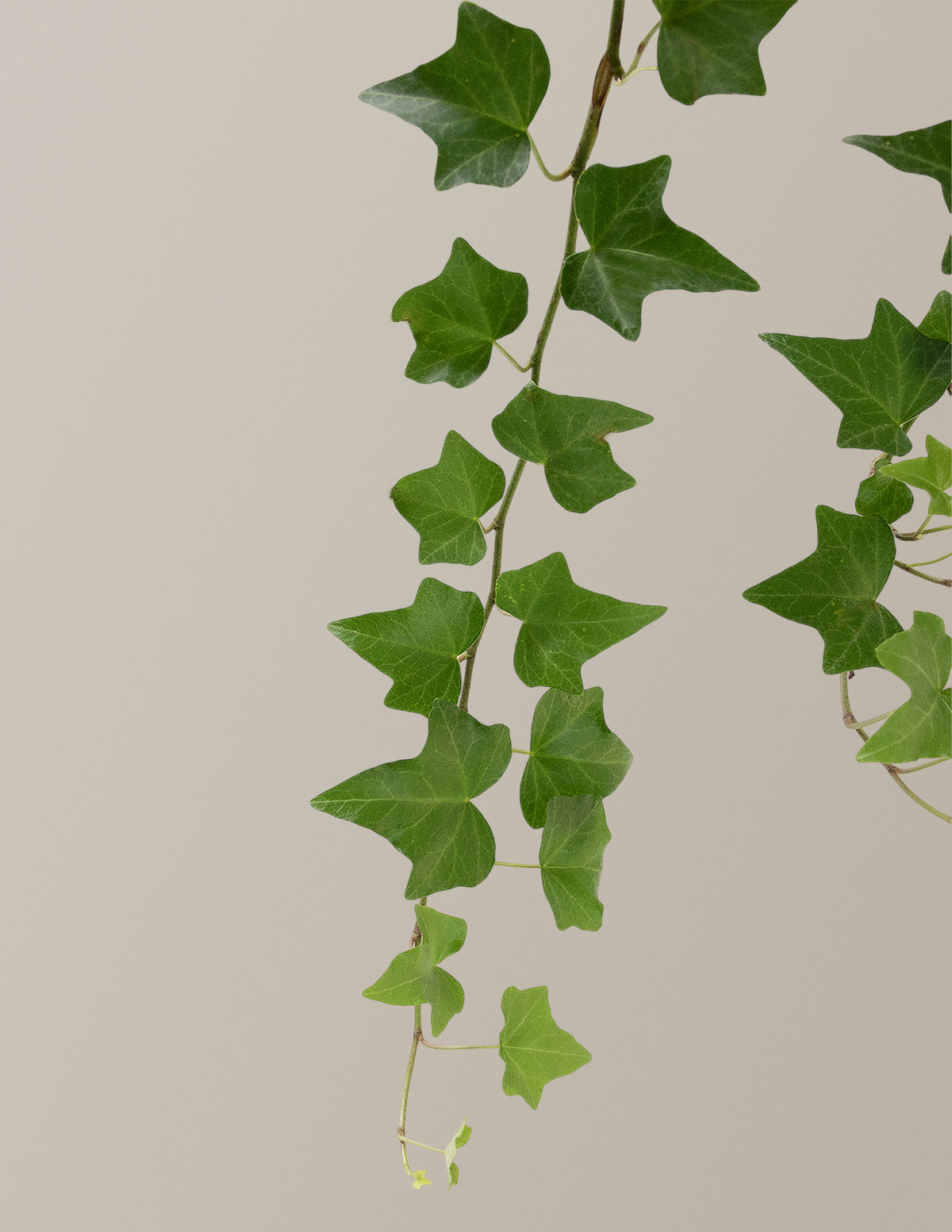 English Ivy Askılı Saksı Bitkisi