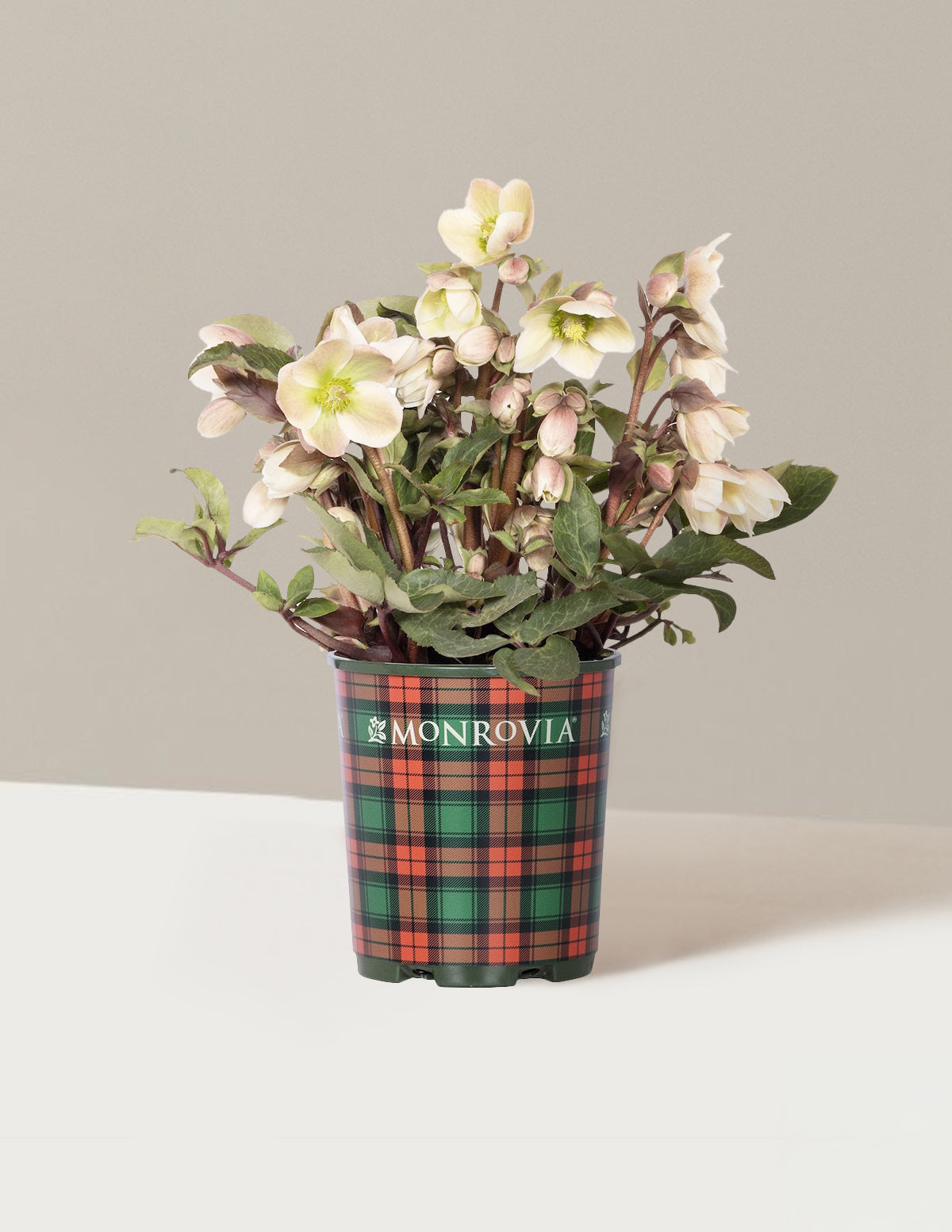 Ivory Prince Hellebore (Noel Gülü)