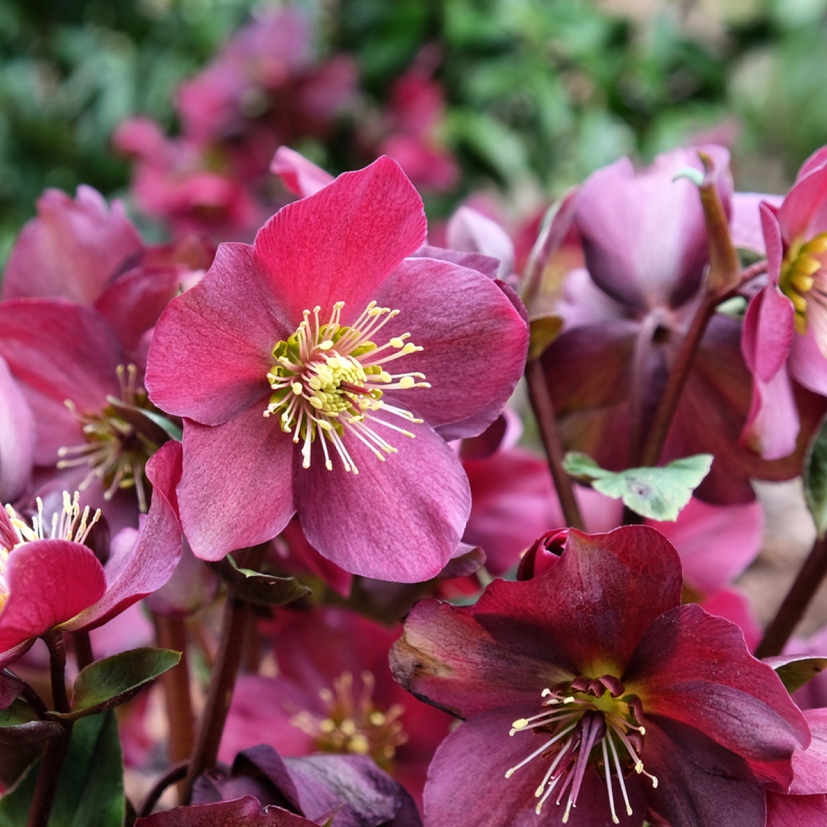 Ice N' Roses® Kırmızı Helleborus