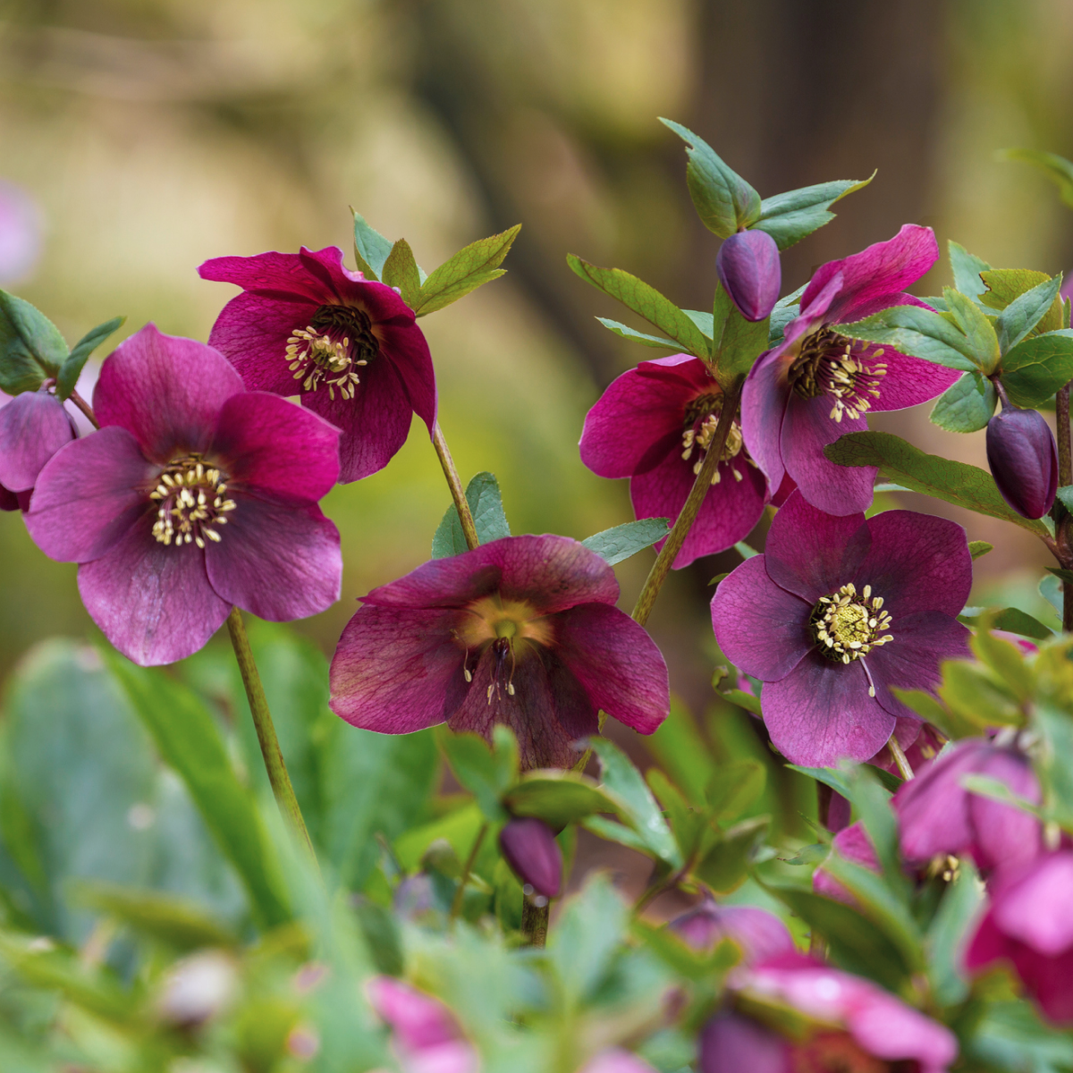 Ice N' Roses® Kırmızı Helleborus