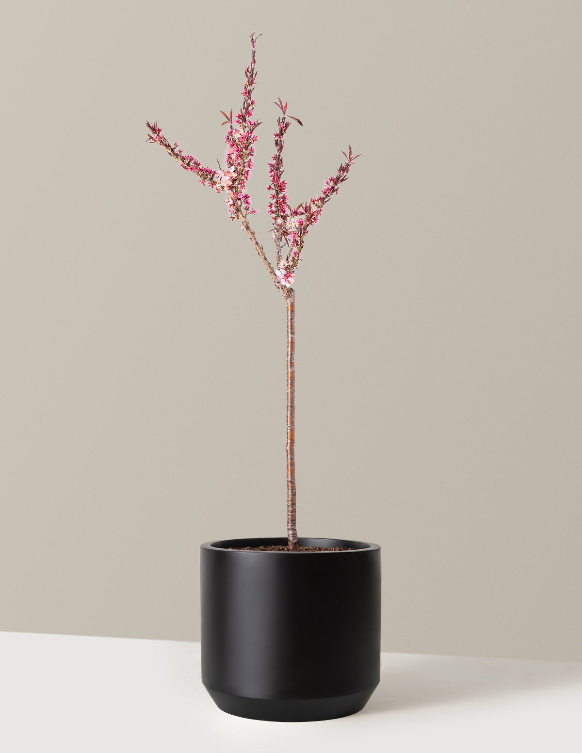 Bonfire Patio Şeftali Ağacı