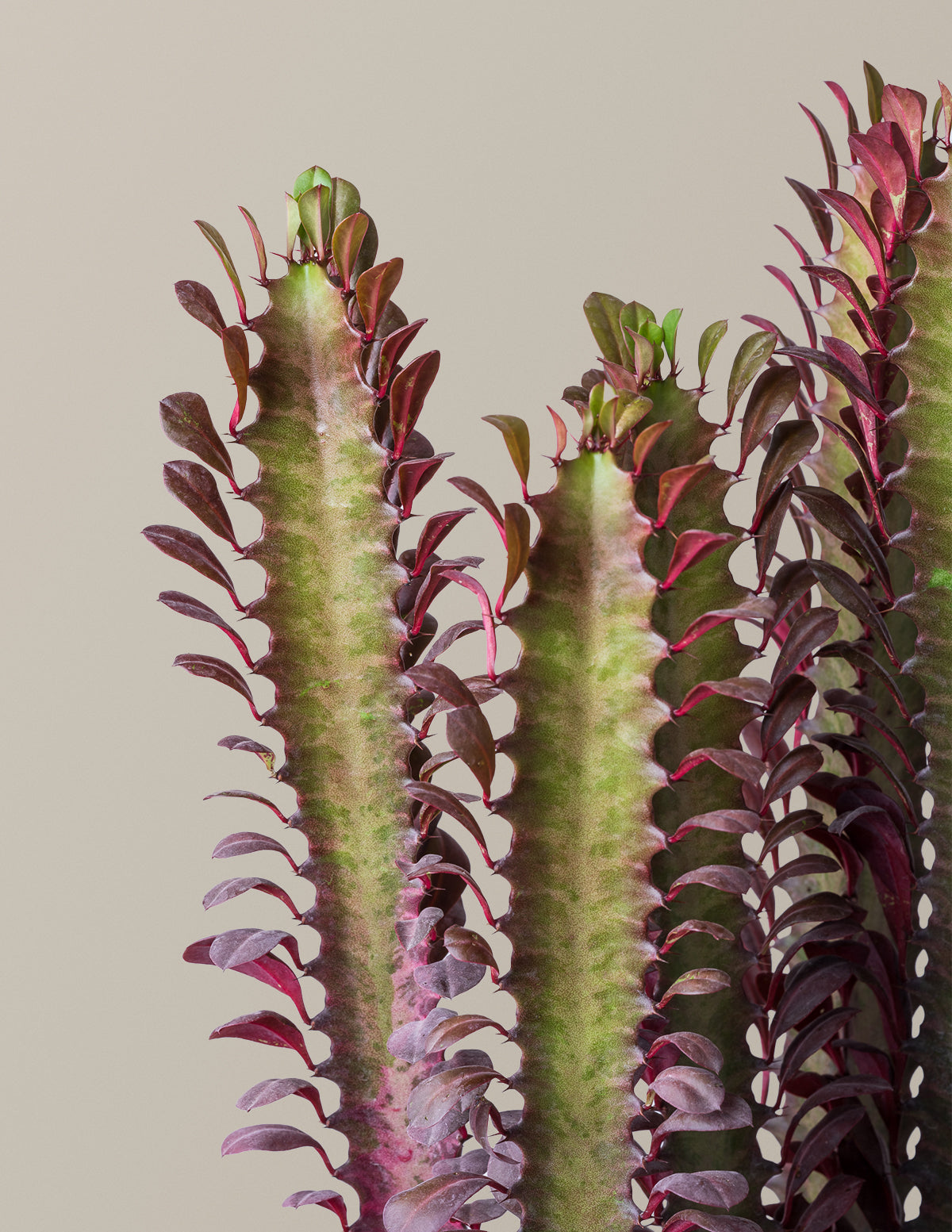 African Milk Tree (Euphorbia trigona 'Rubra')