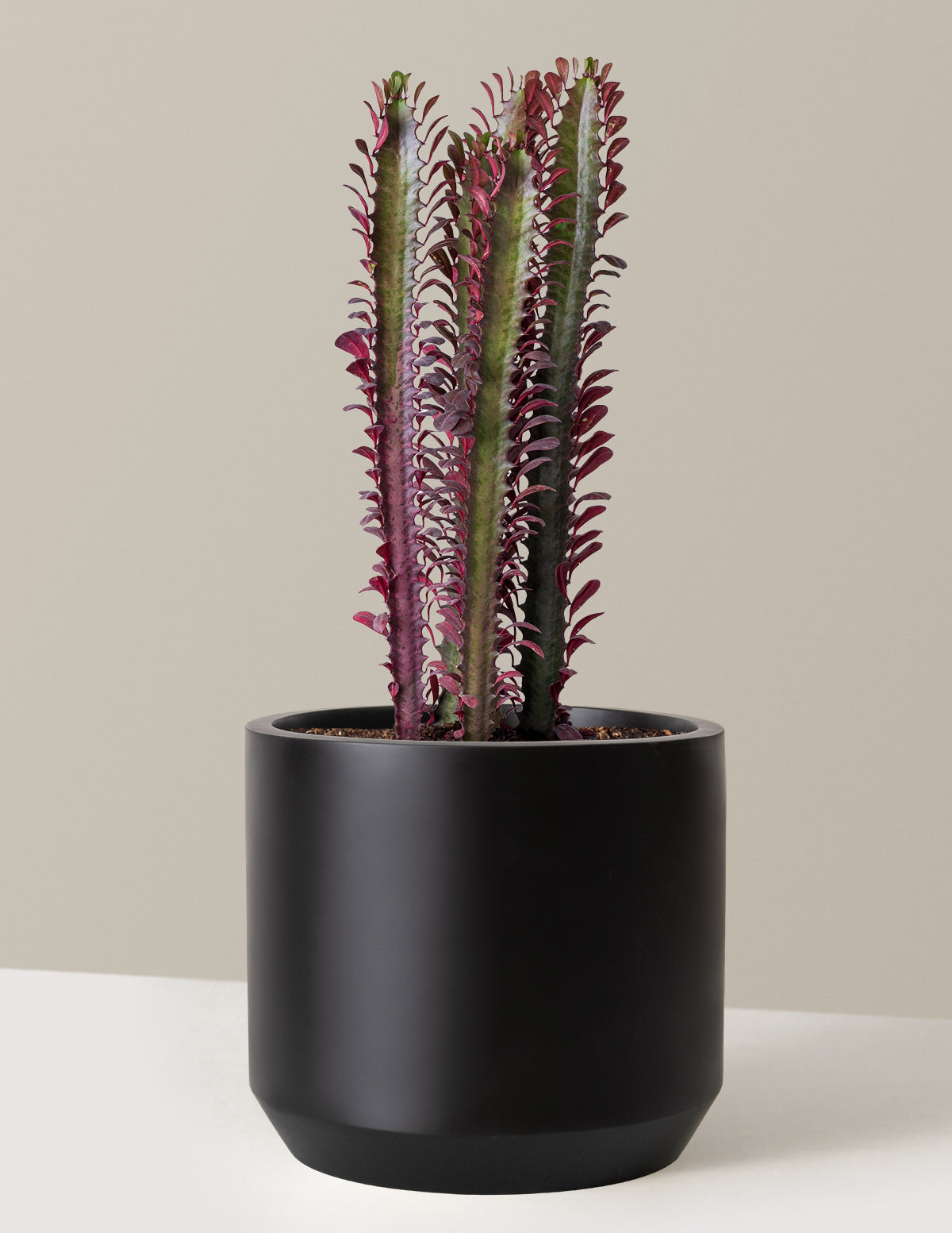 African Milk Tree (Euphorbia trigona 'Rubra')