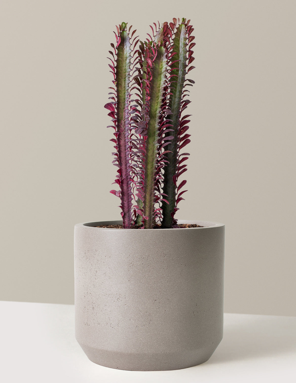 African Milk Tree (Euphorbia trigona 'Rubra')
