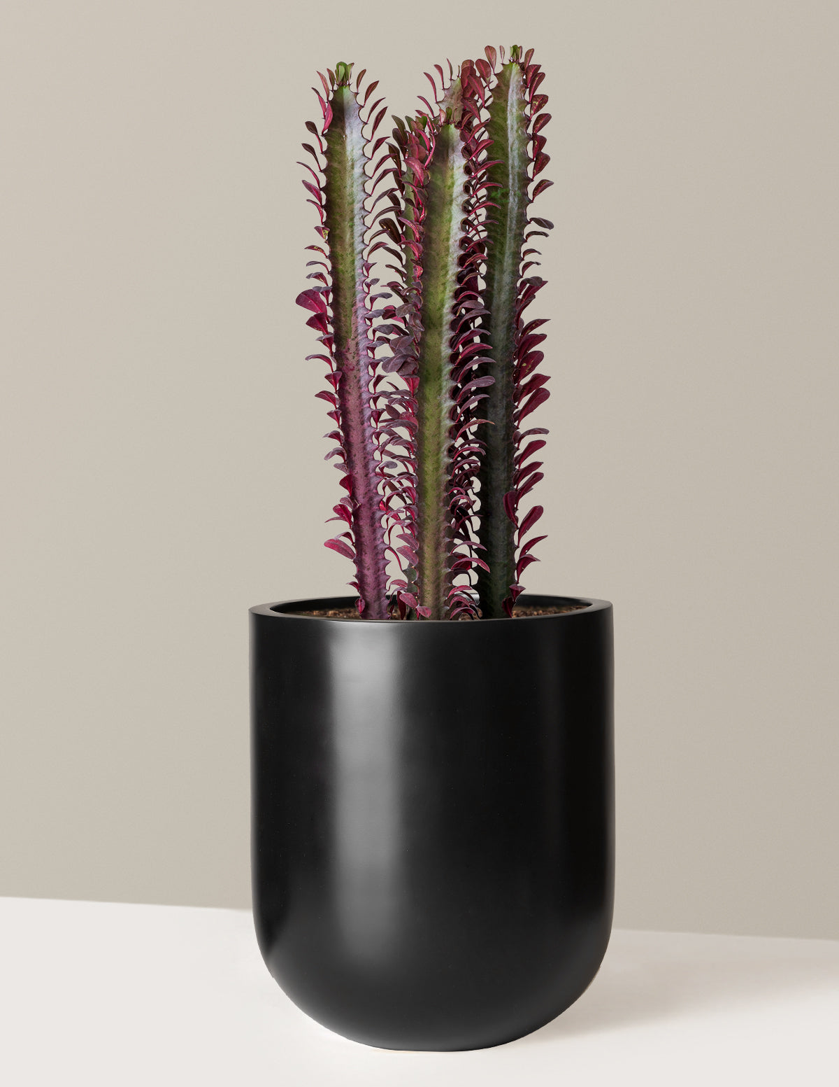 African Milk Tree (Euphorbia trigona 'Rubra')