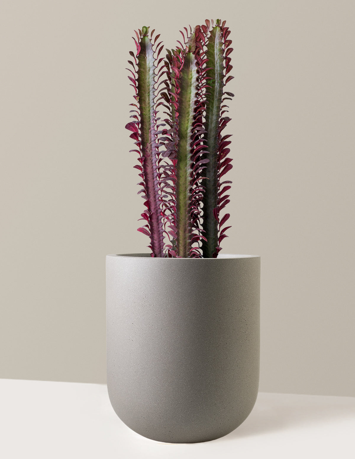 African Milk Tree (Euphorbia trigona 'Rubra')