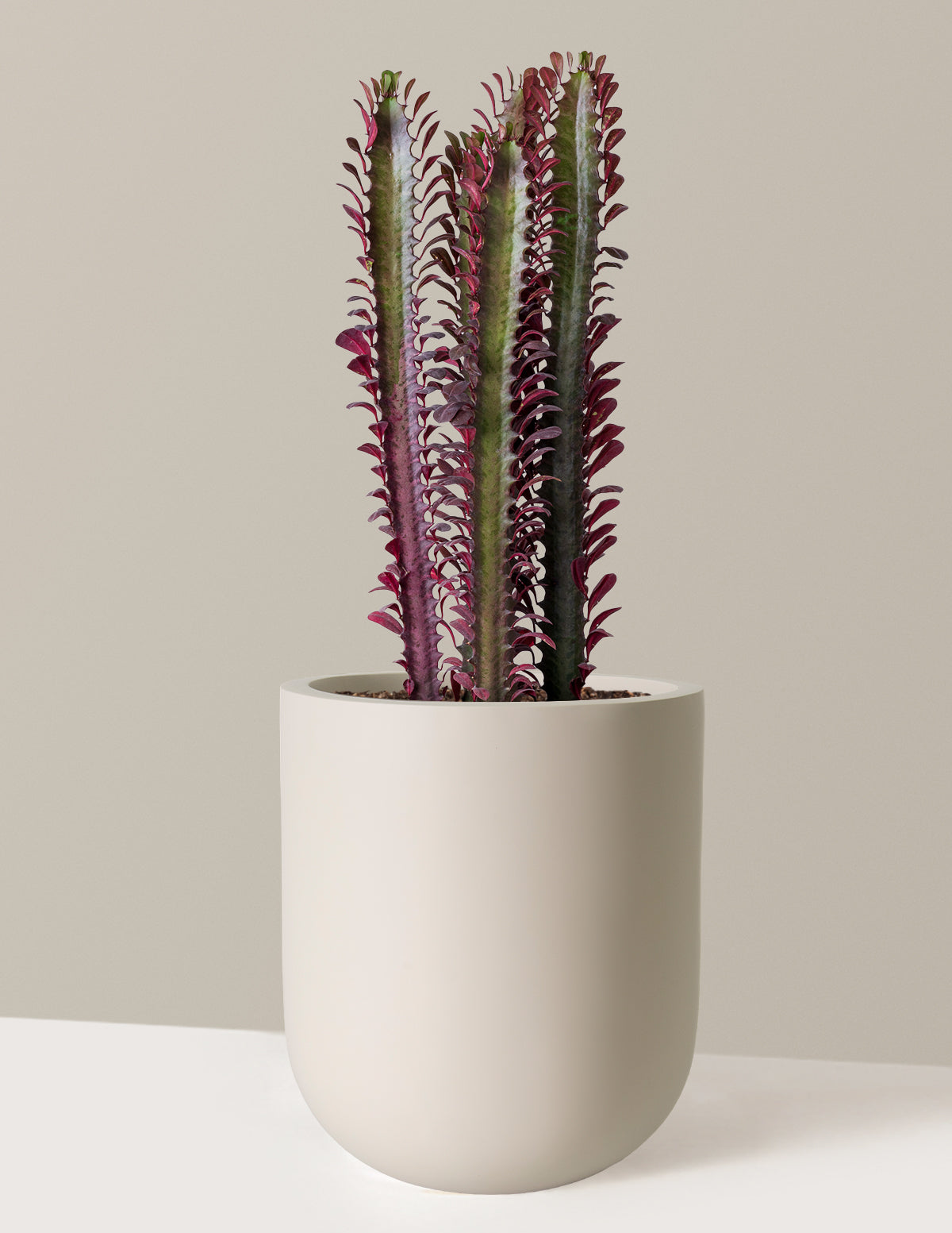 African Milk Tree (Euphorbia trigona 'Rubra')