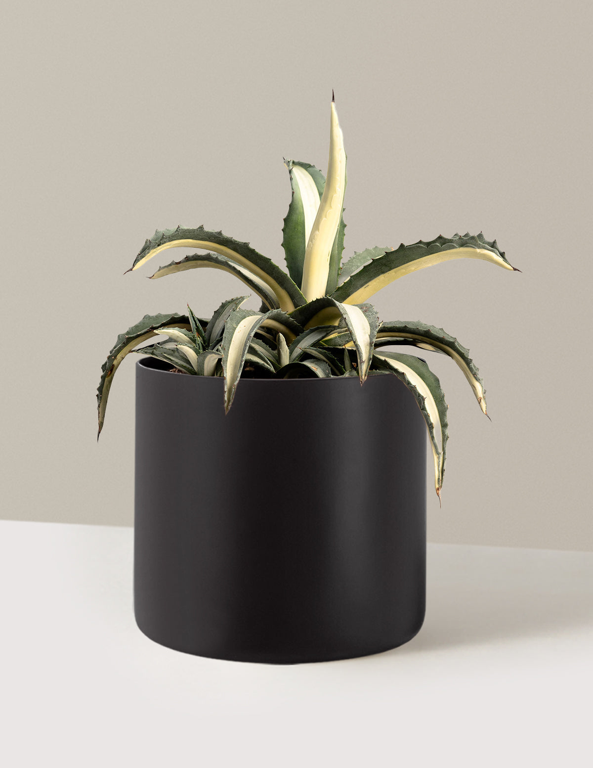Agave Americana 'Mediopicta Alba'