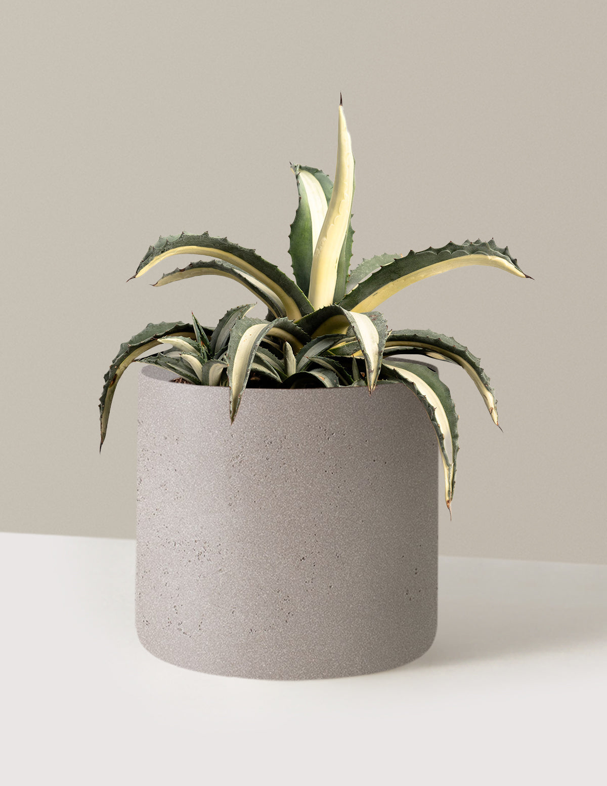 Agave Americana 'Mediopicta Alba'